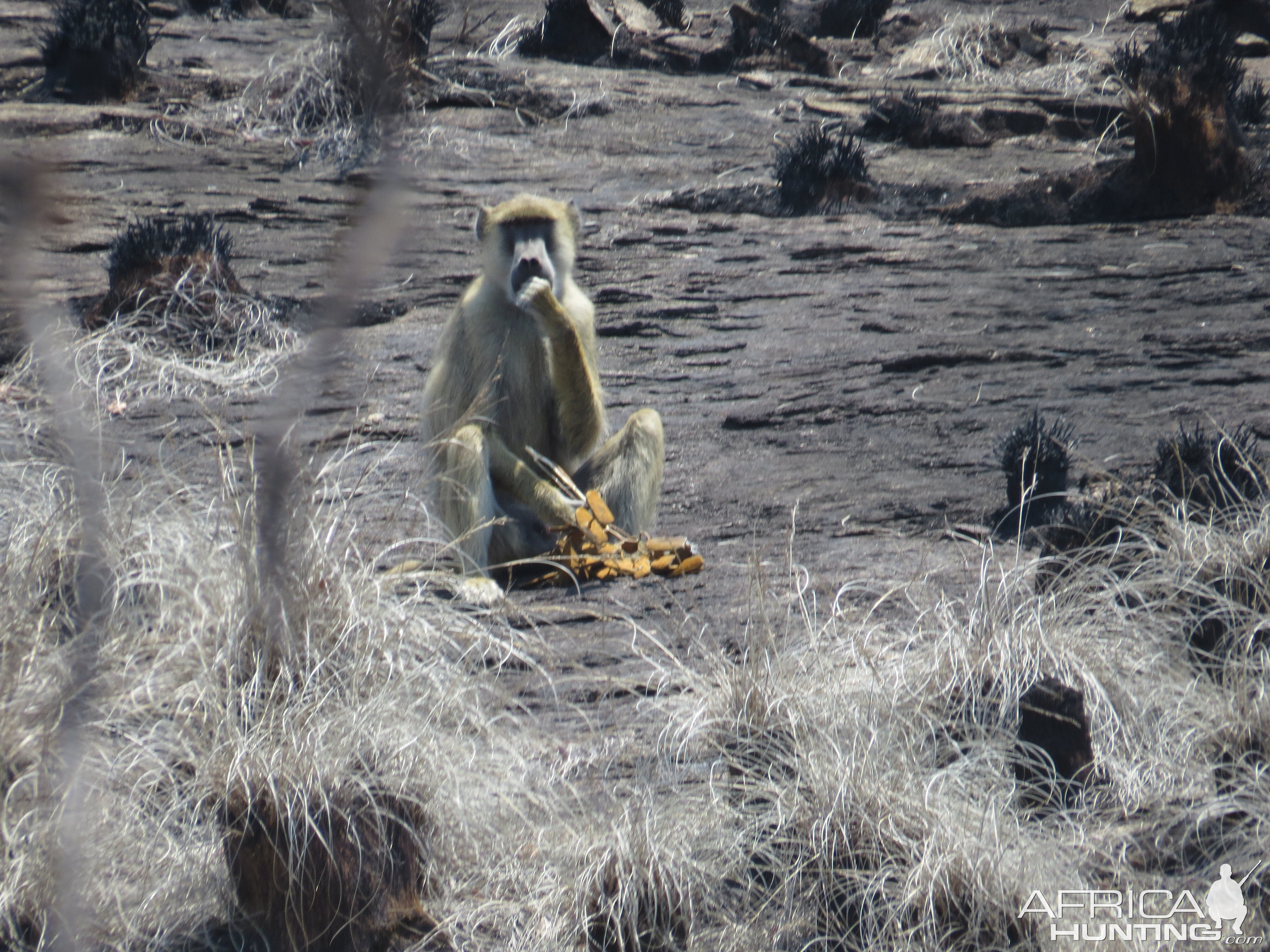 Baboon in Mozambique