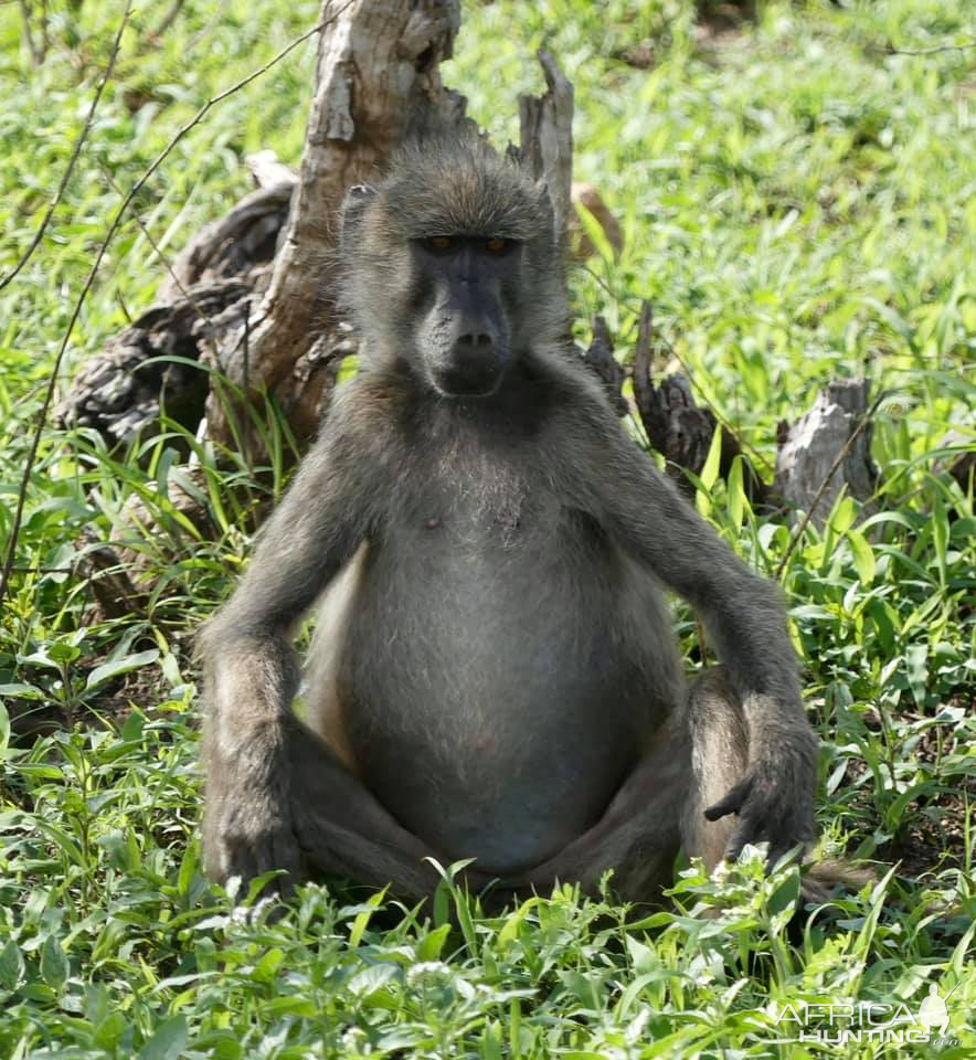 Baboon in the Kruger National Park South Africa