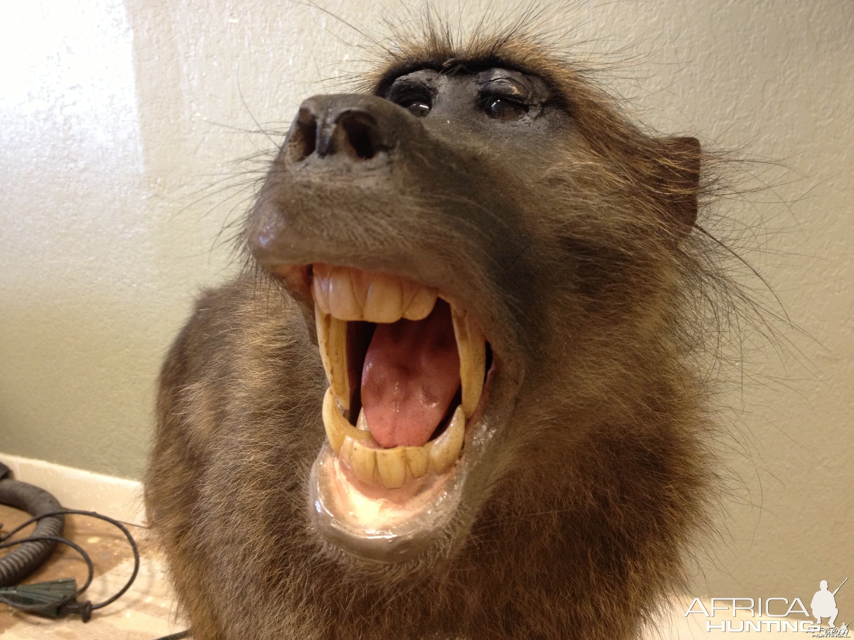 Baboon mount #2