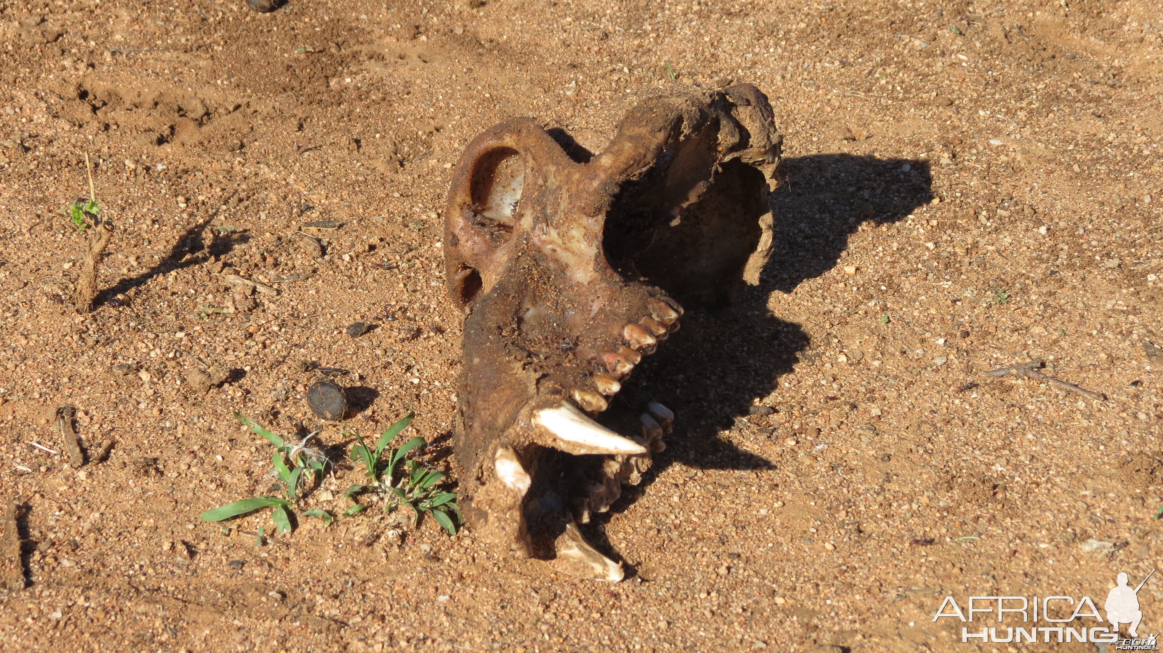 Baboon skull