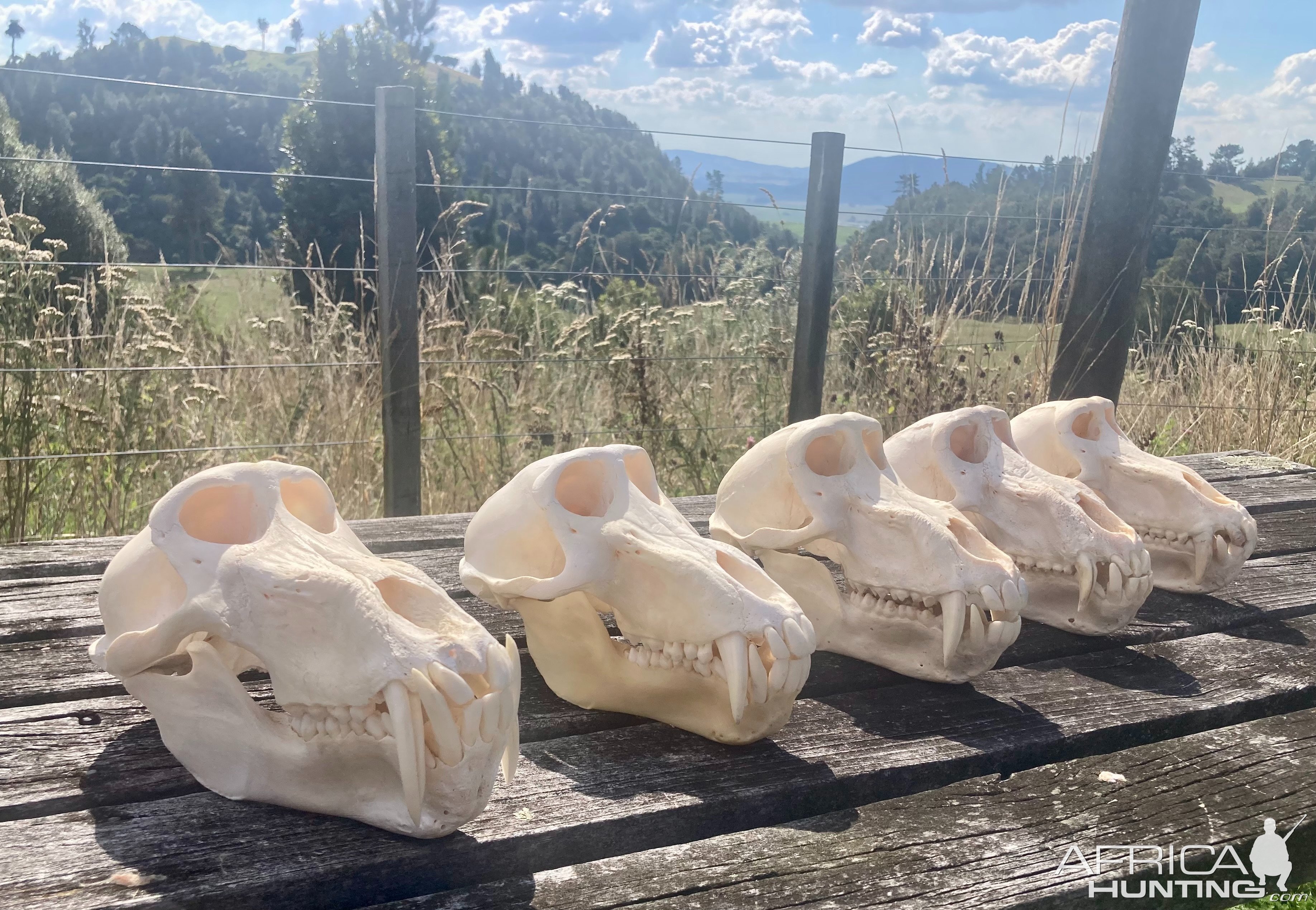 Baboon Skulls