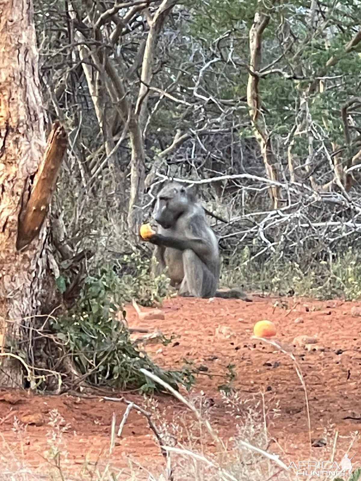 Baboon South Africa