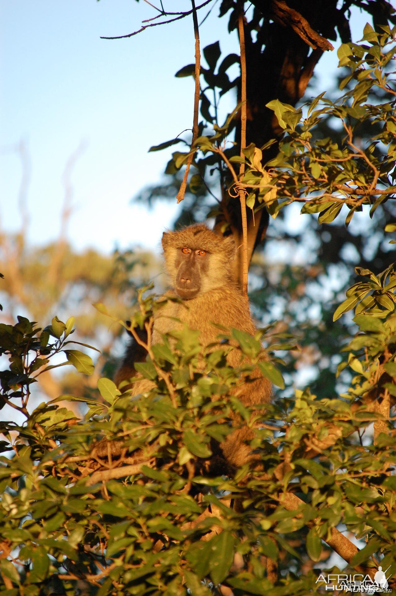 Baboon Tanzania