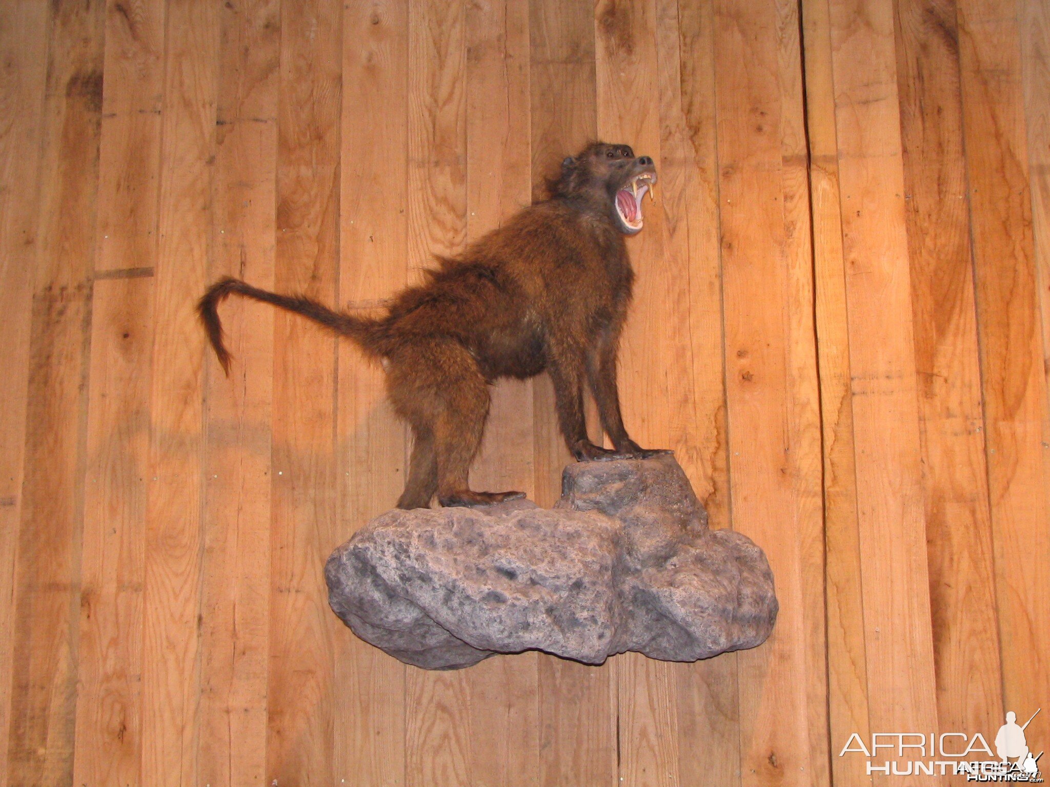 Baboon Taxidermy Mount