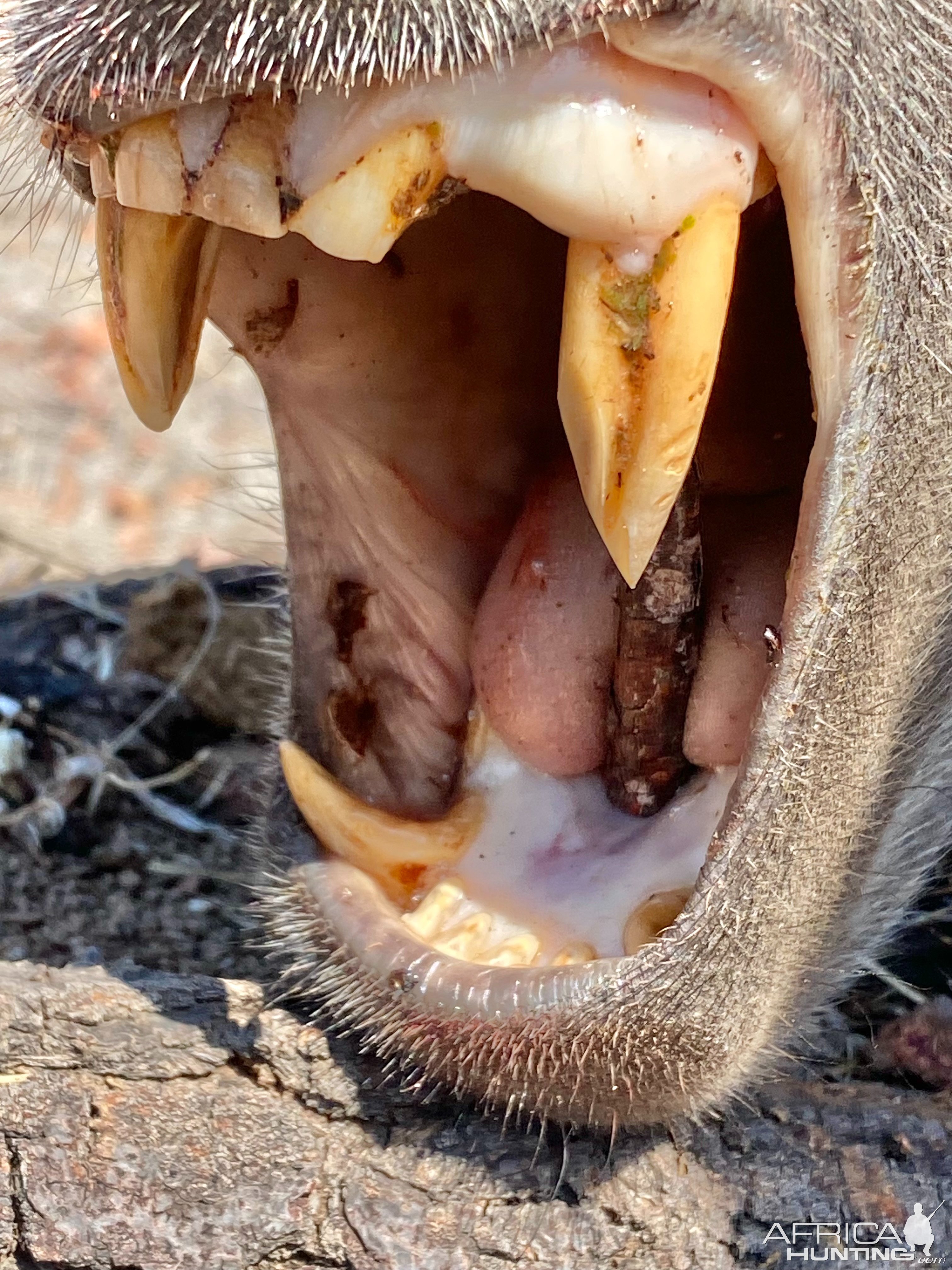 Baboon Teeth