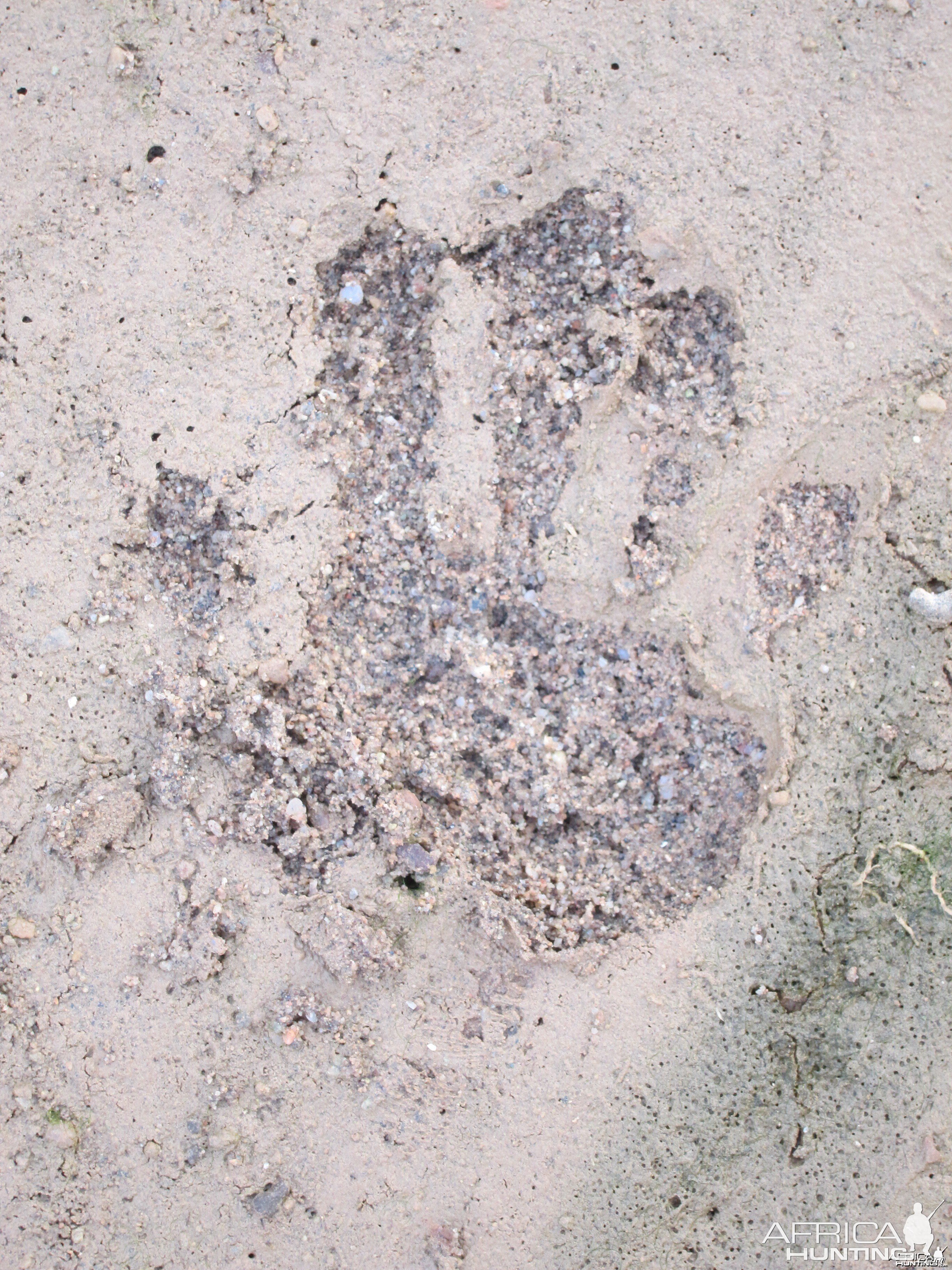 Baboon Track Damaraland Namibia