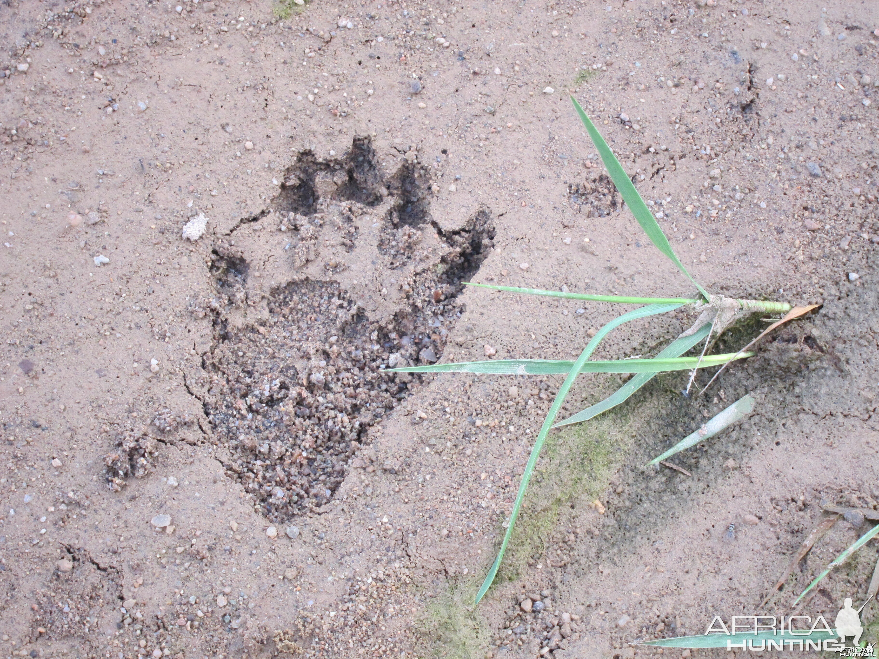 Baboon Track Damaraland Namibia