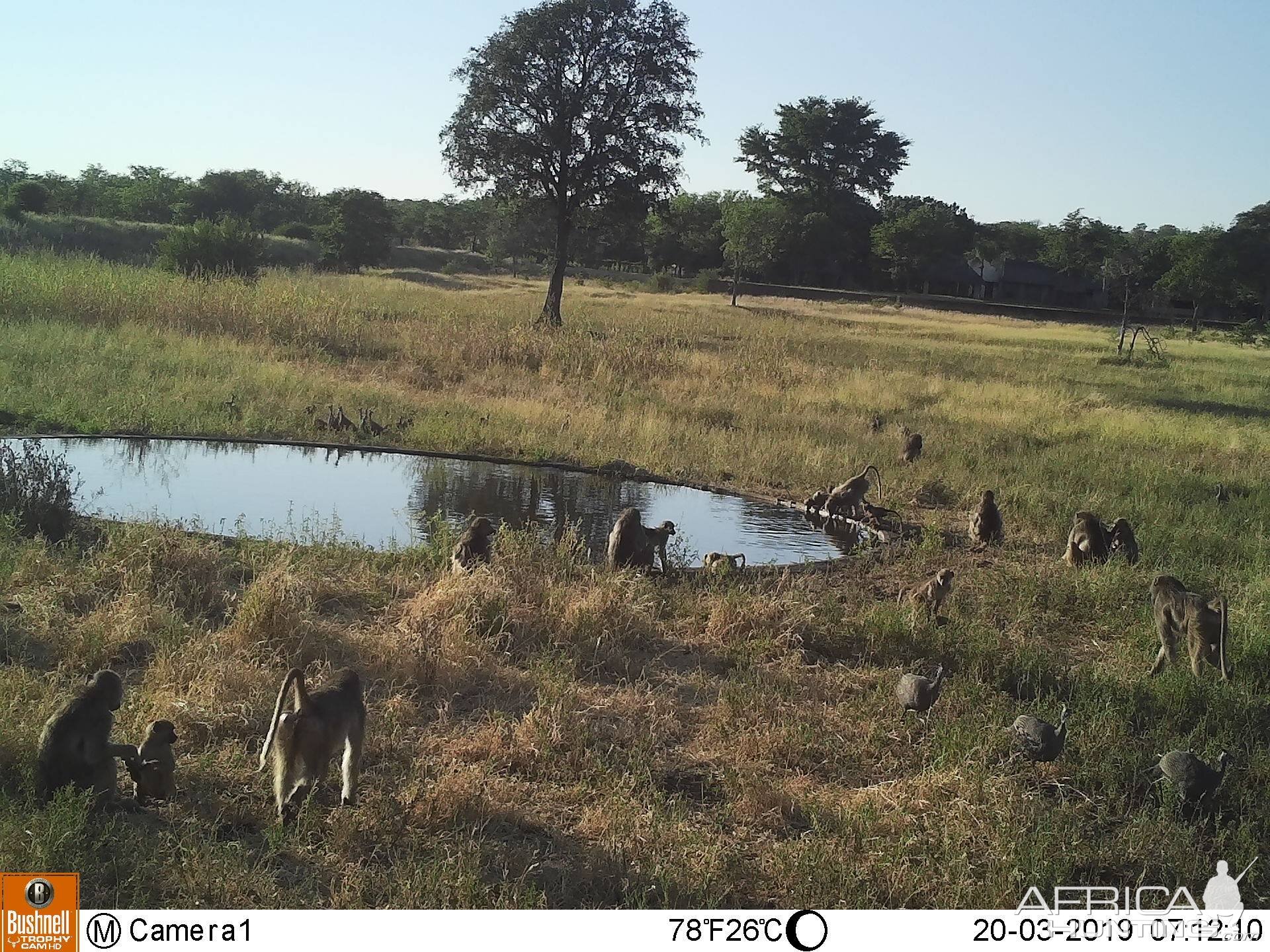 Baboon Trail Cam Pictures Zimbabwe