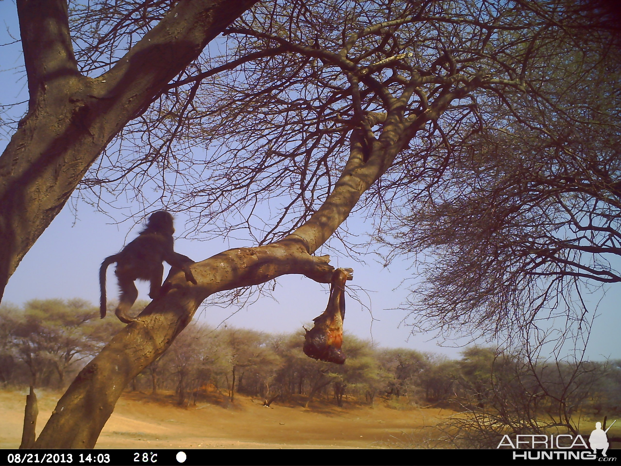 Baboon Trail Camera