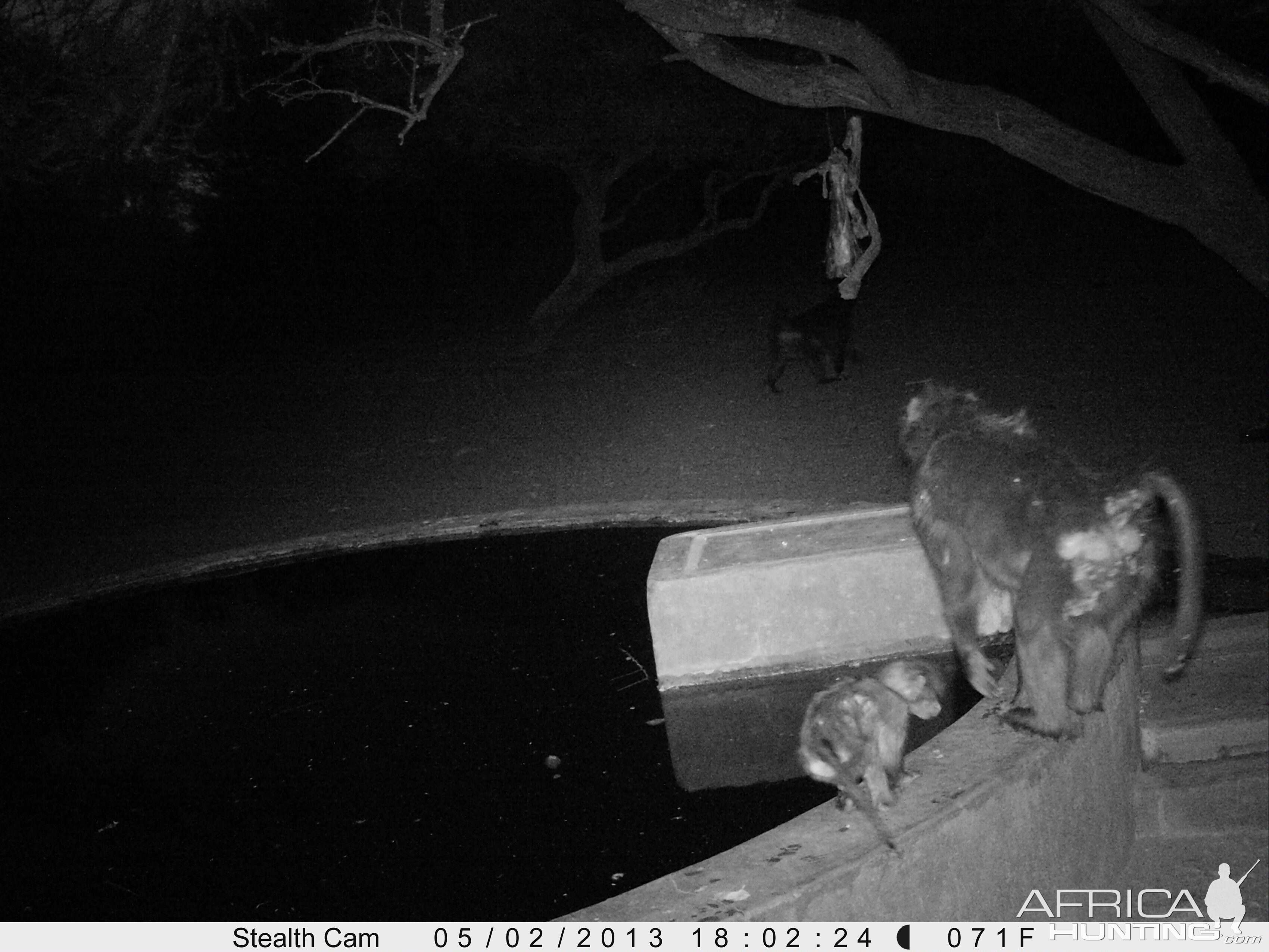 Baboon Trail Camera