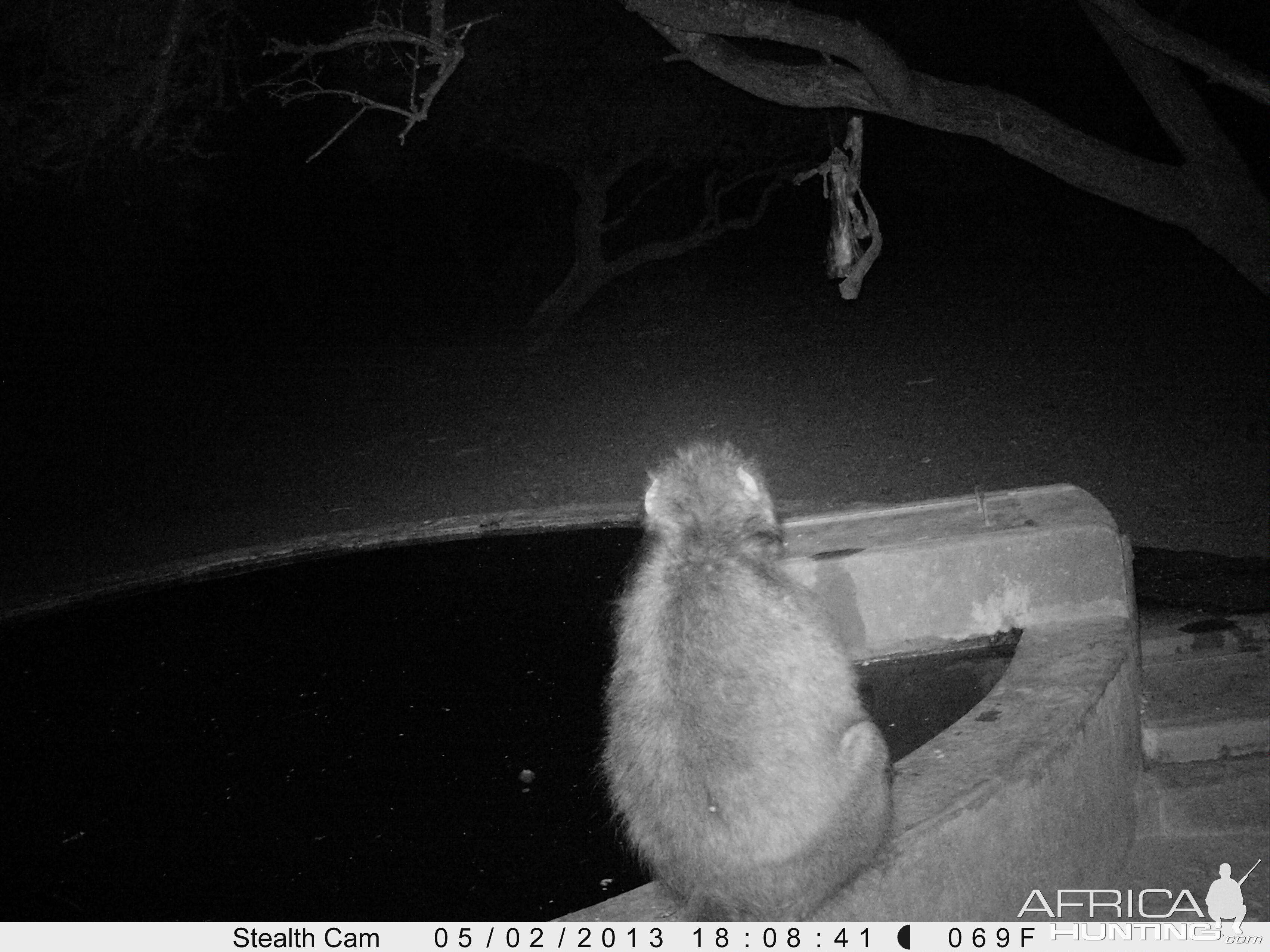 Baboon Trail Camera