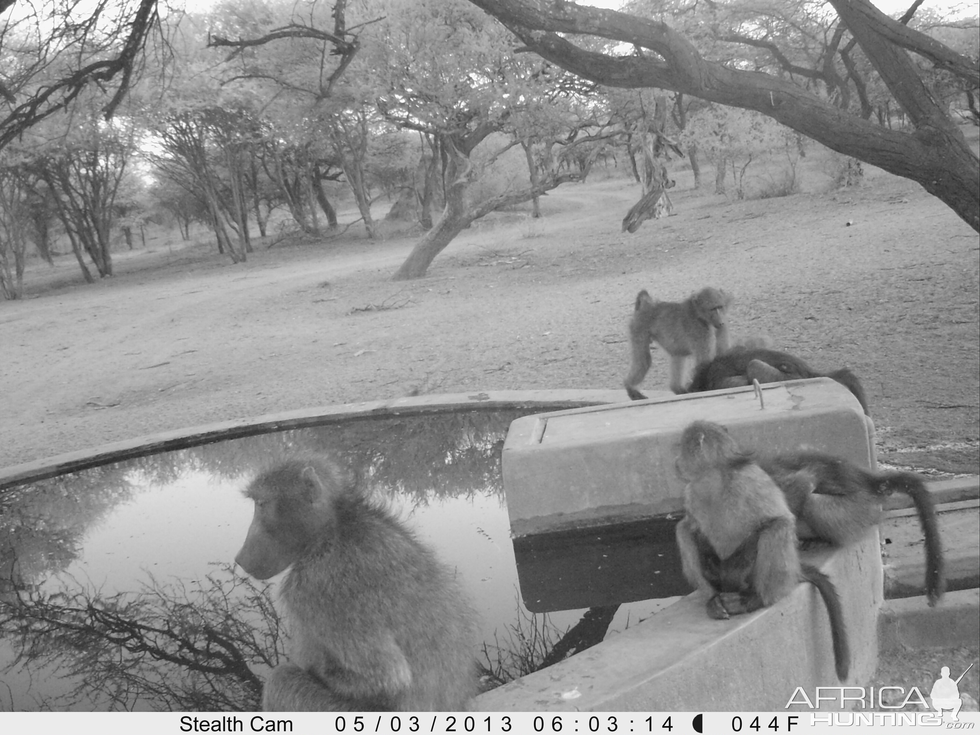 Baboon Trail Camera