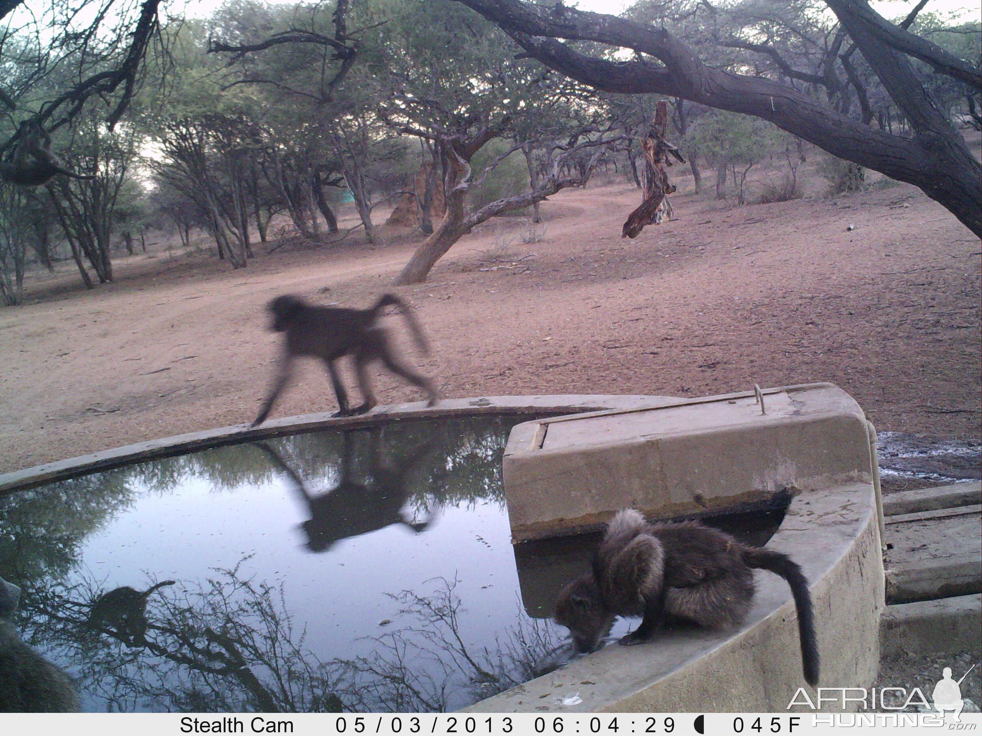 Baboon Trail Camera