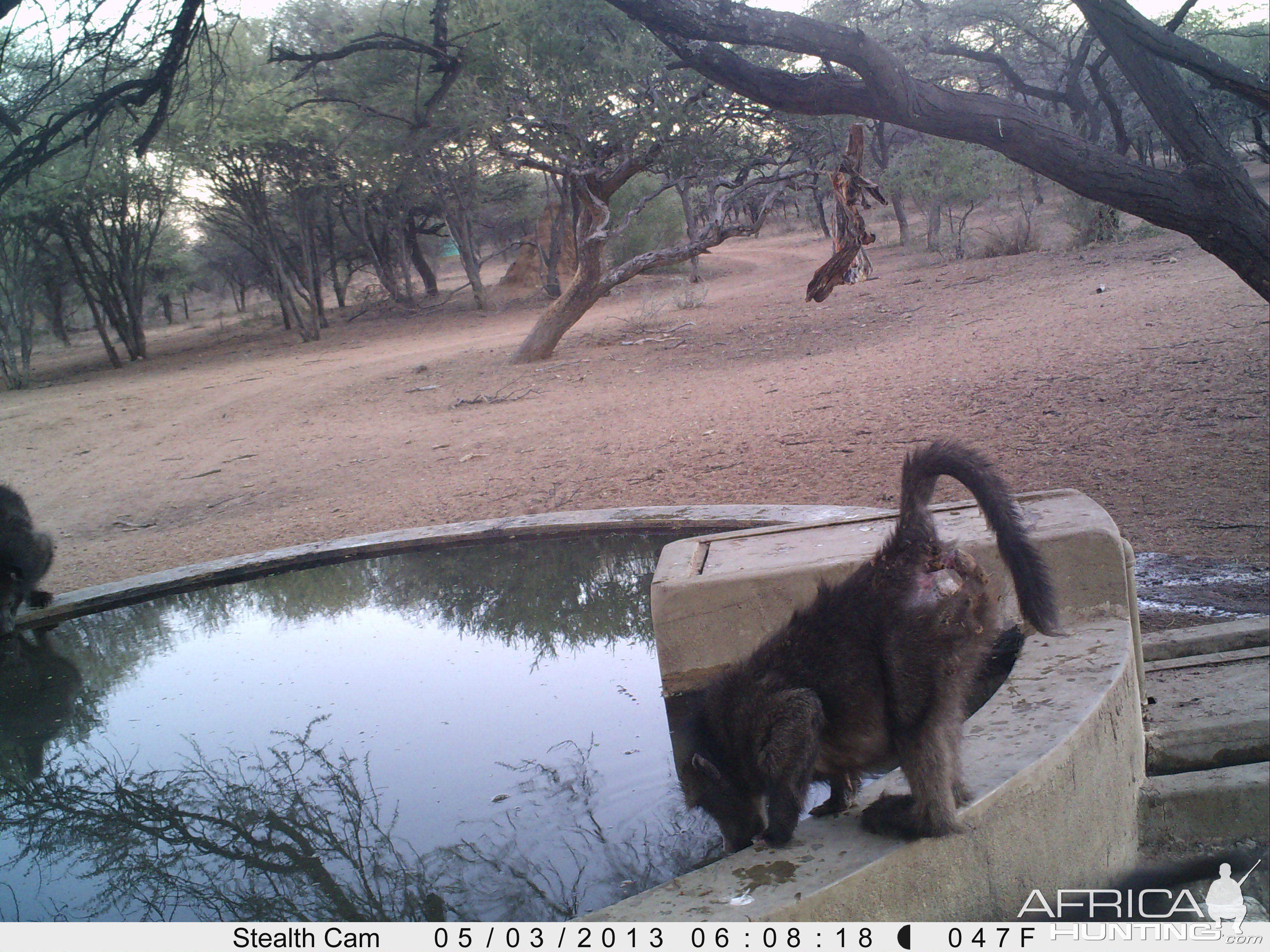 Baboon Trail Camera