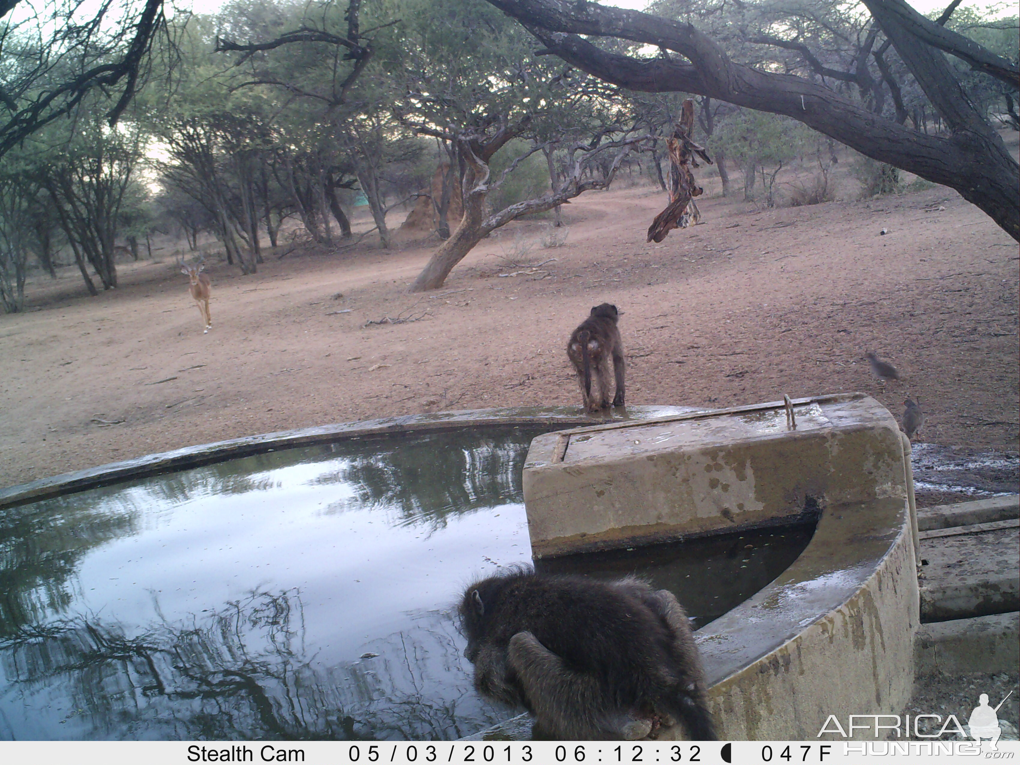 Baboon Trail Camera