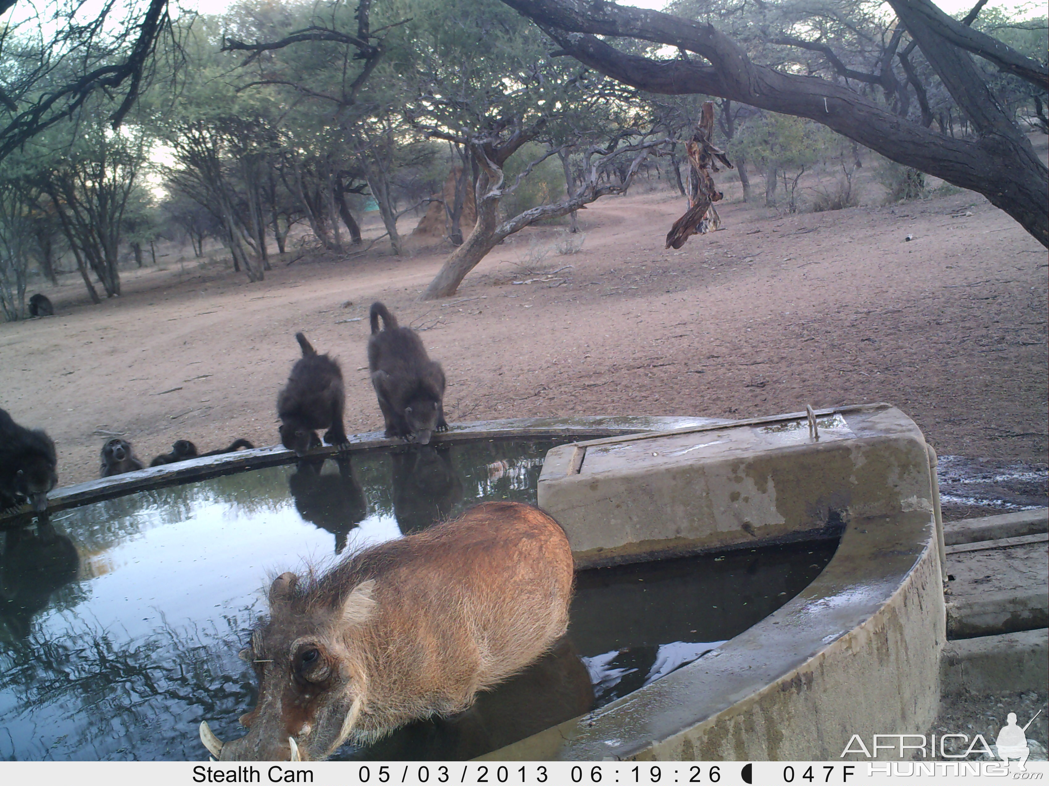 Baboon Trail Camera