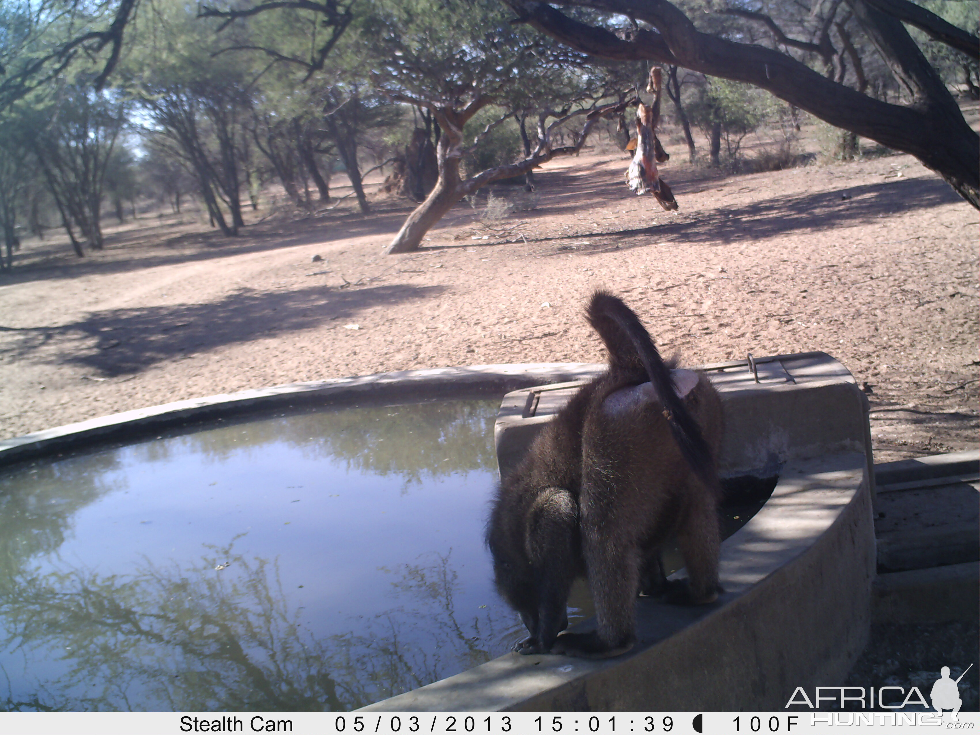 Baboon Trail Camera