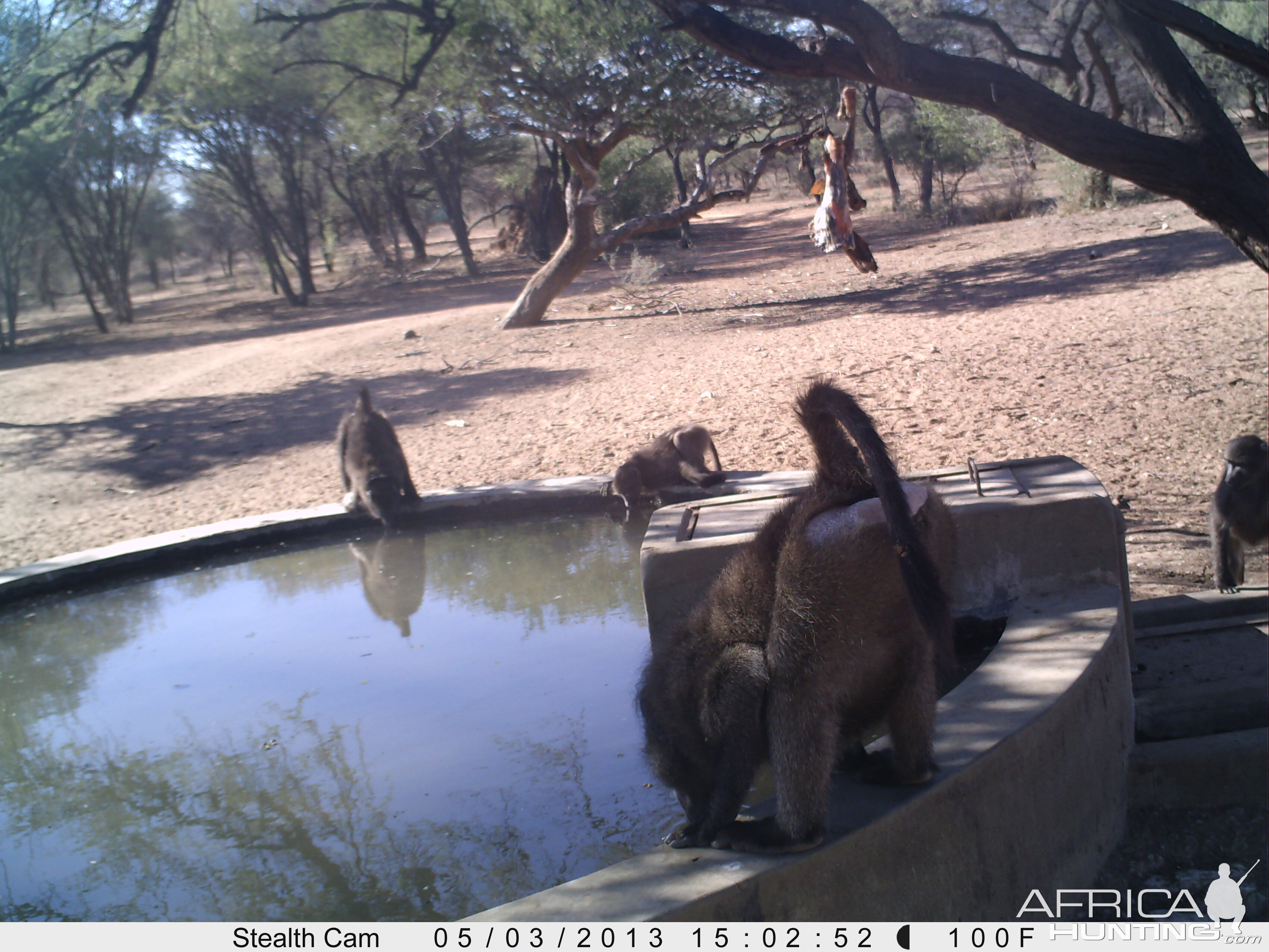 Baboon Trail Camera