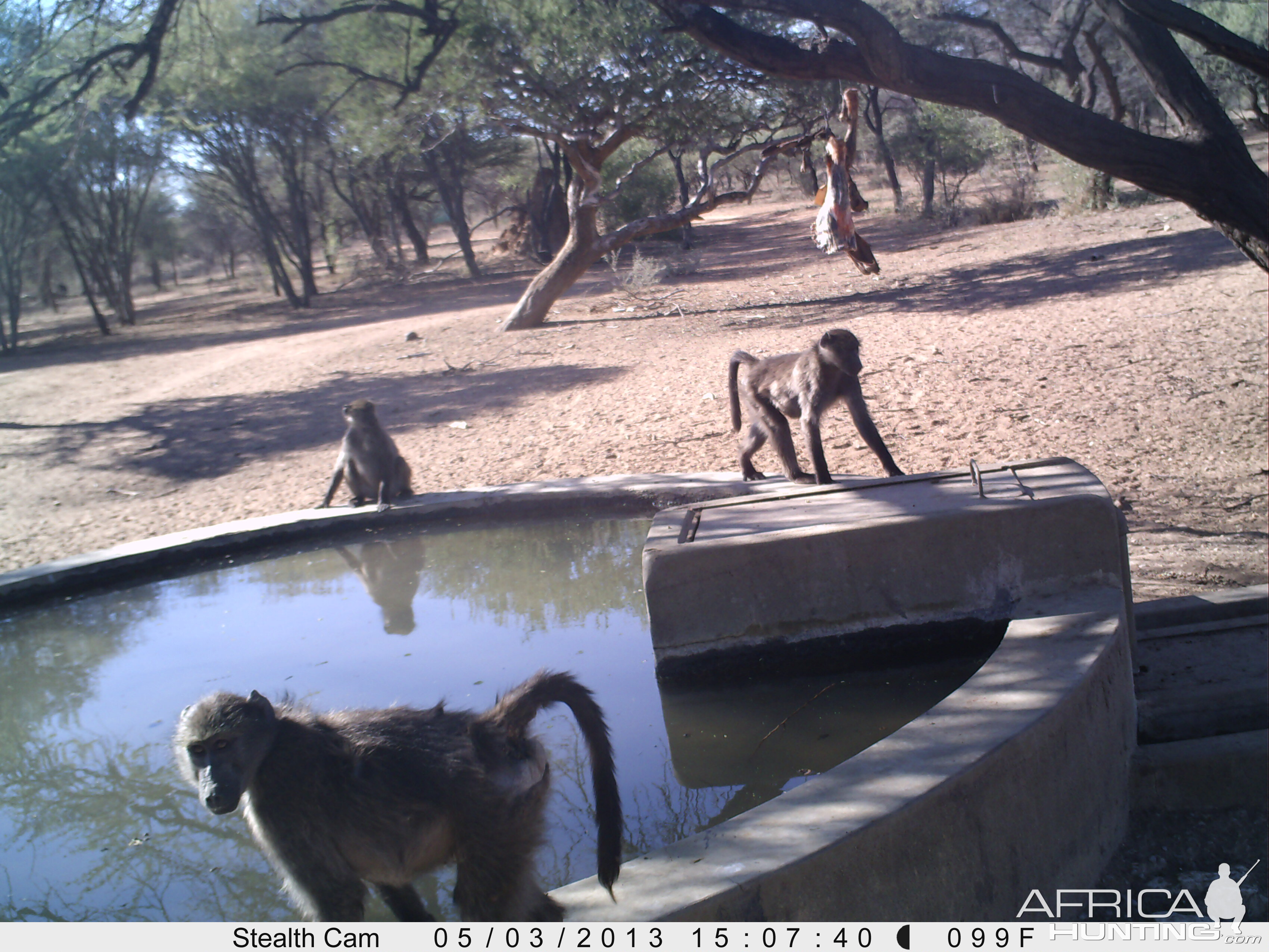 Baboon Trail Camera