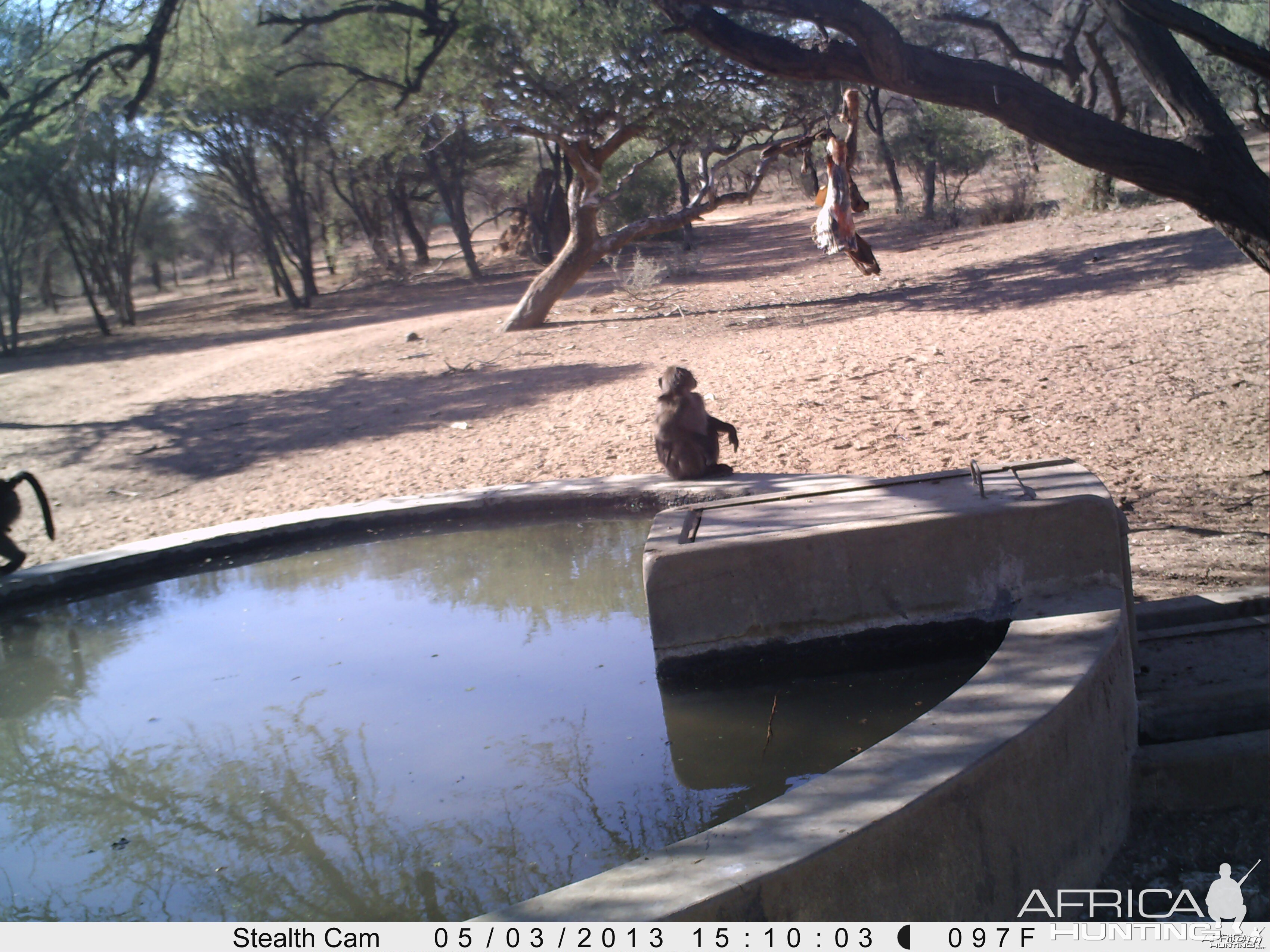 Baboon Trail Camera