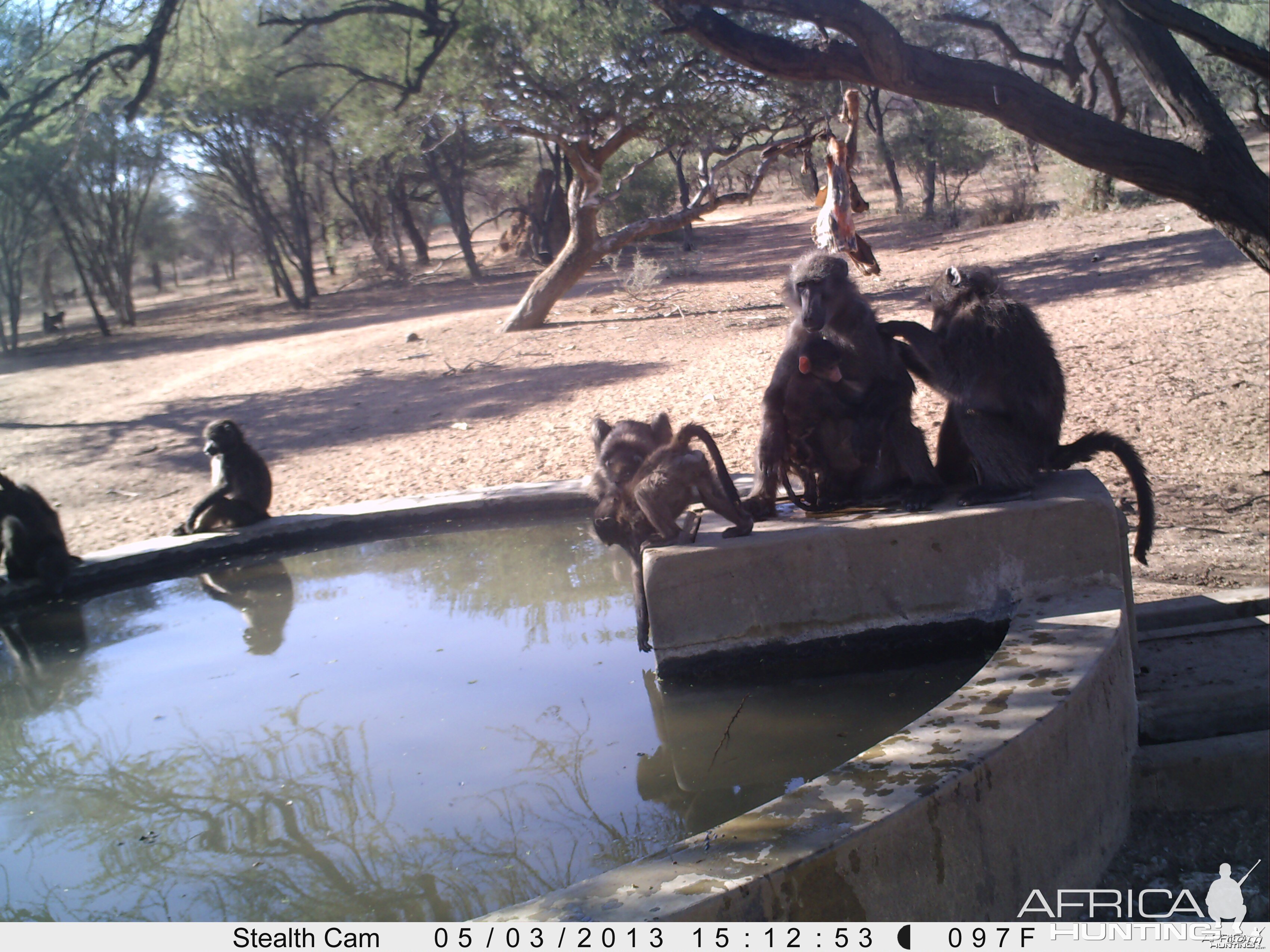 Baboon Trail Camera