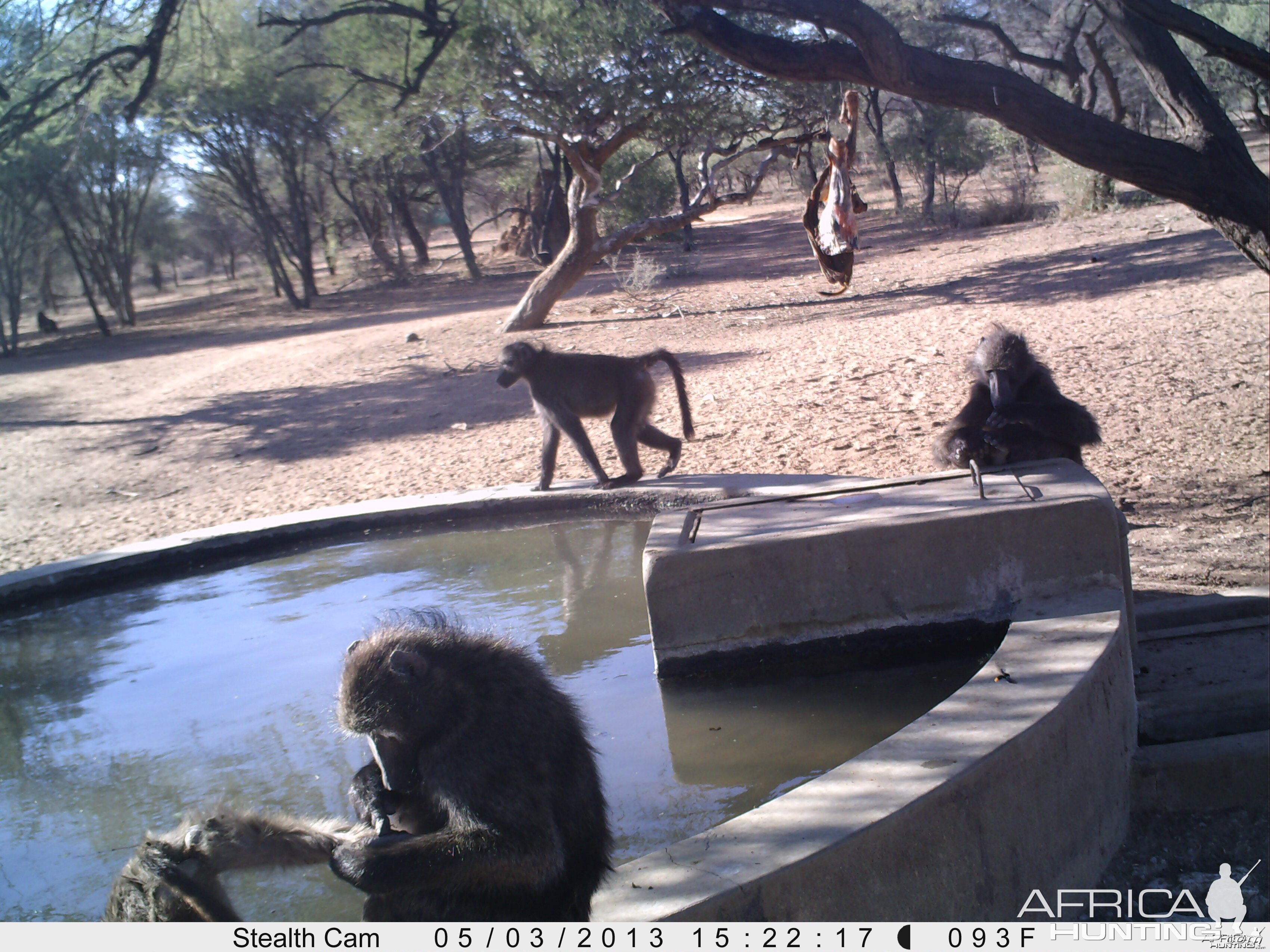 Baboon Trail Camera