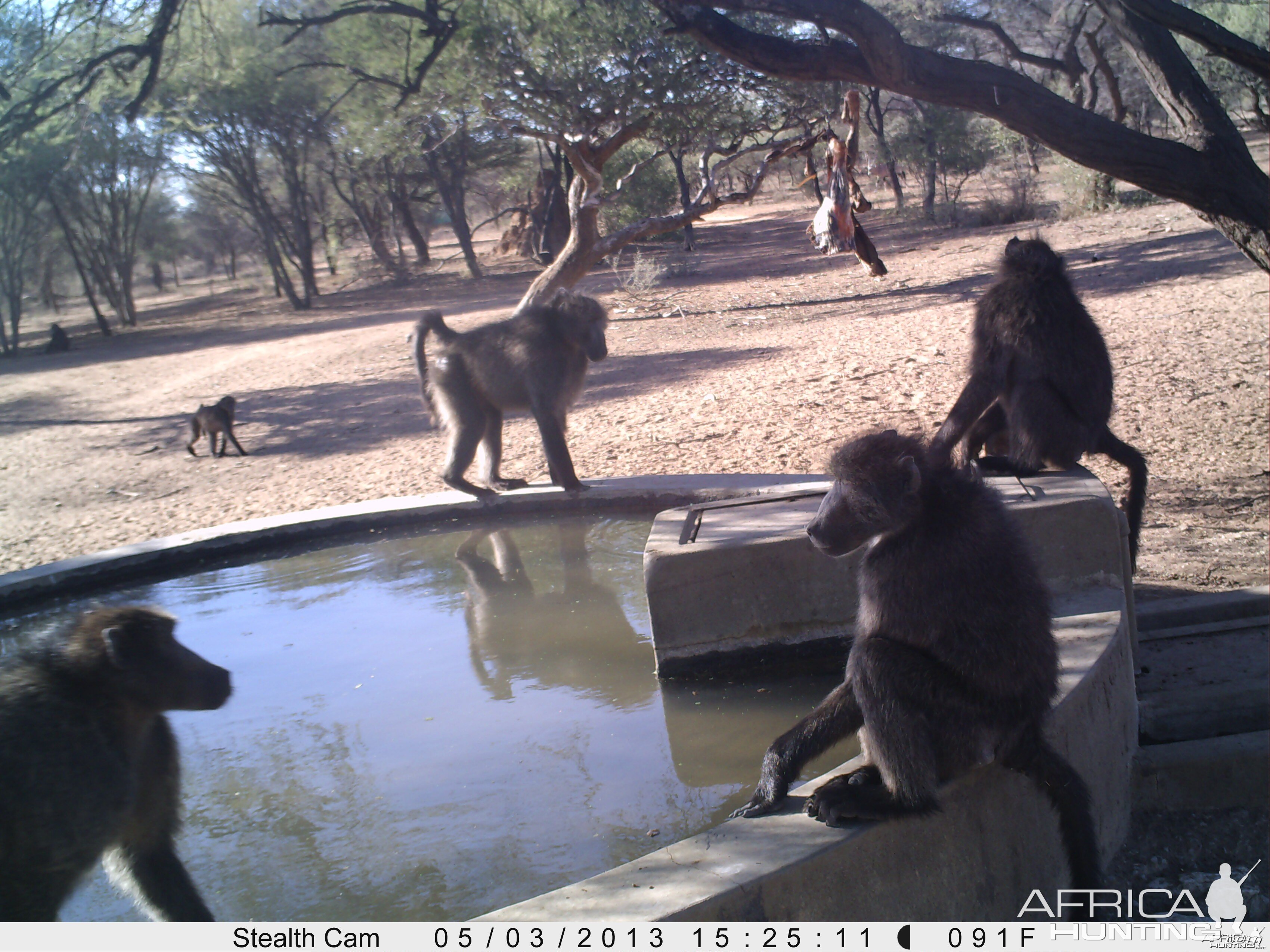 Baboon Trail Camera