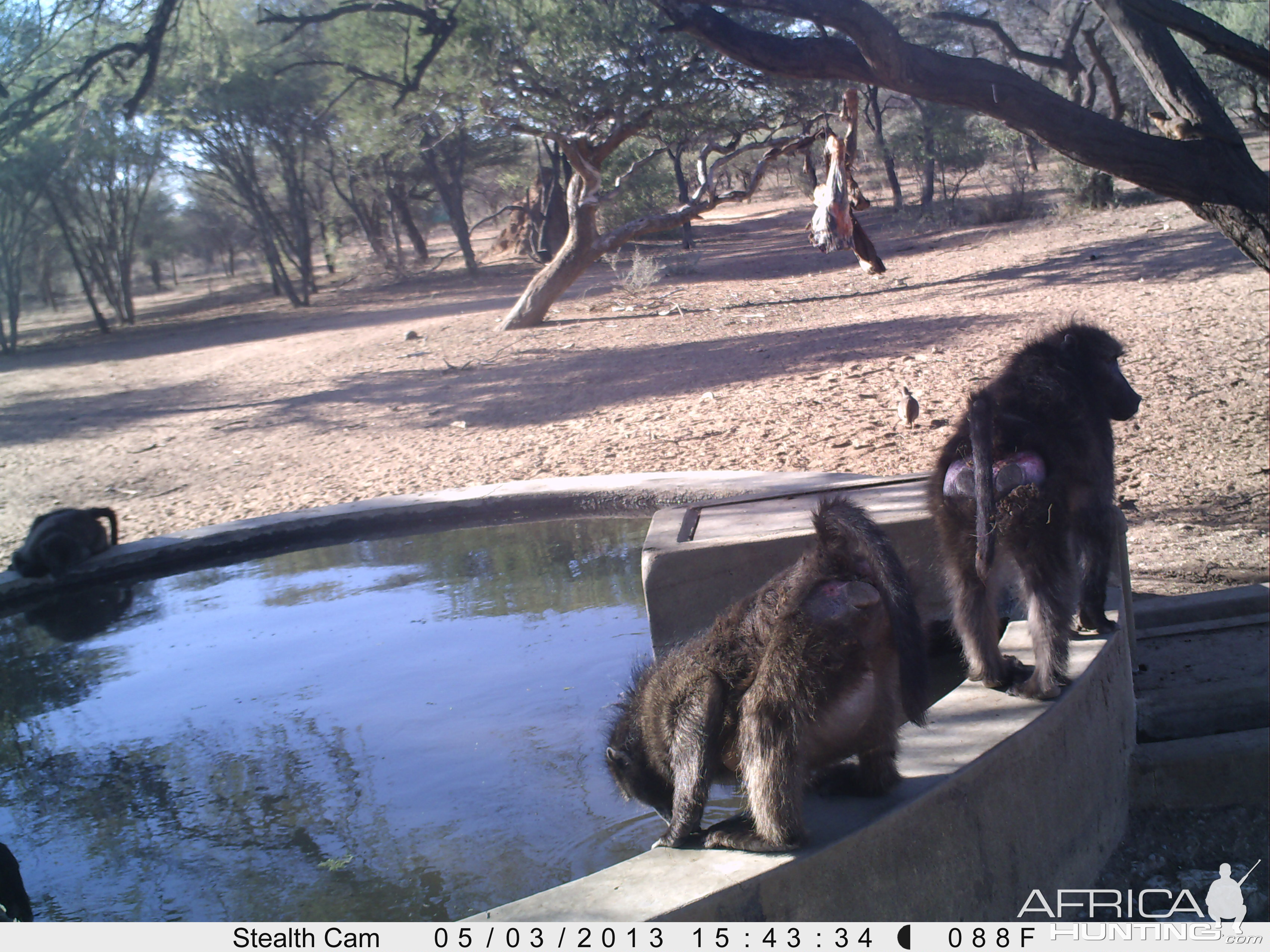 Baboon Trail Camera