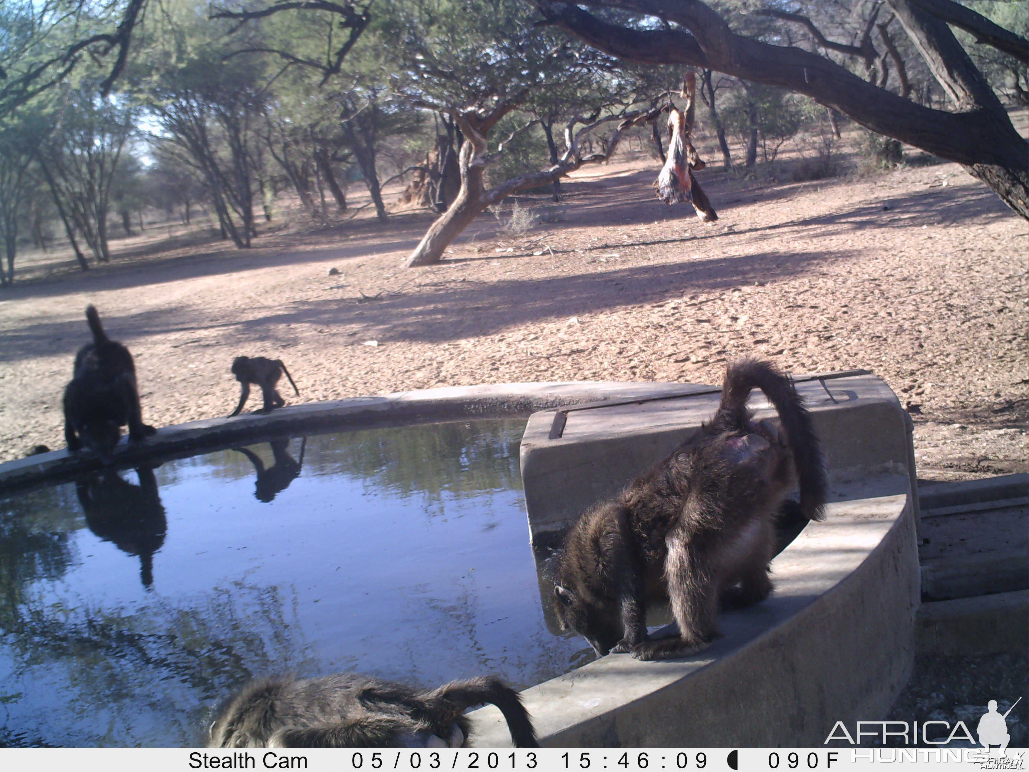 Baboon Trail Camera