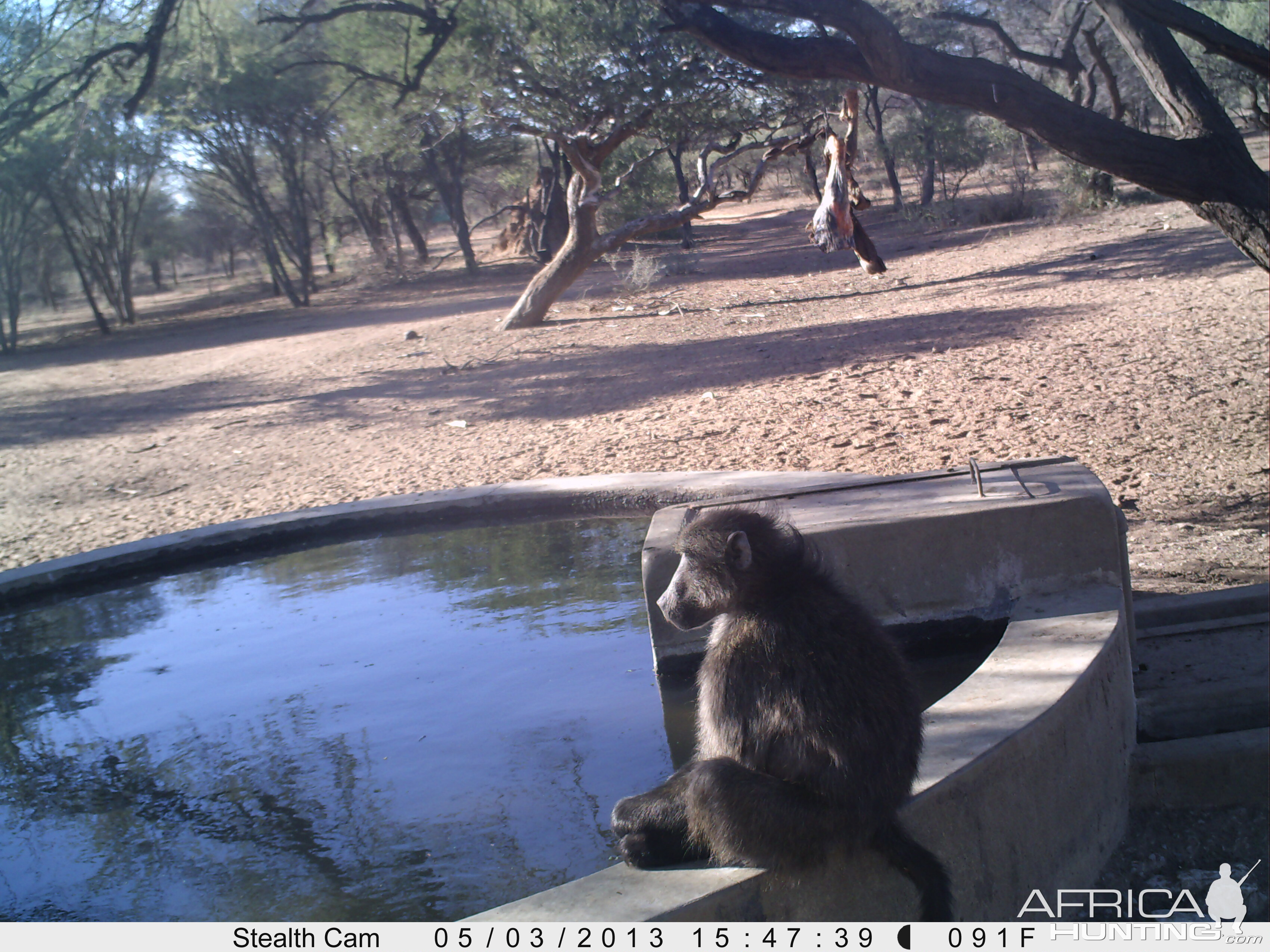 Baboon Trail Camera