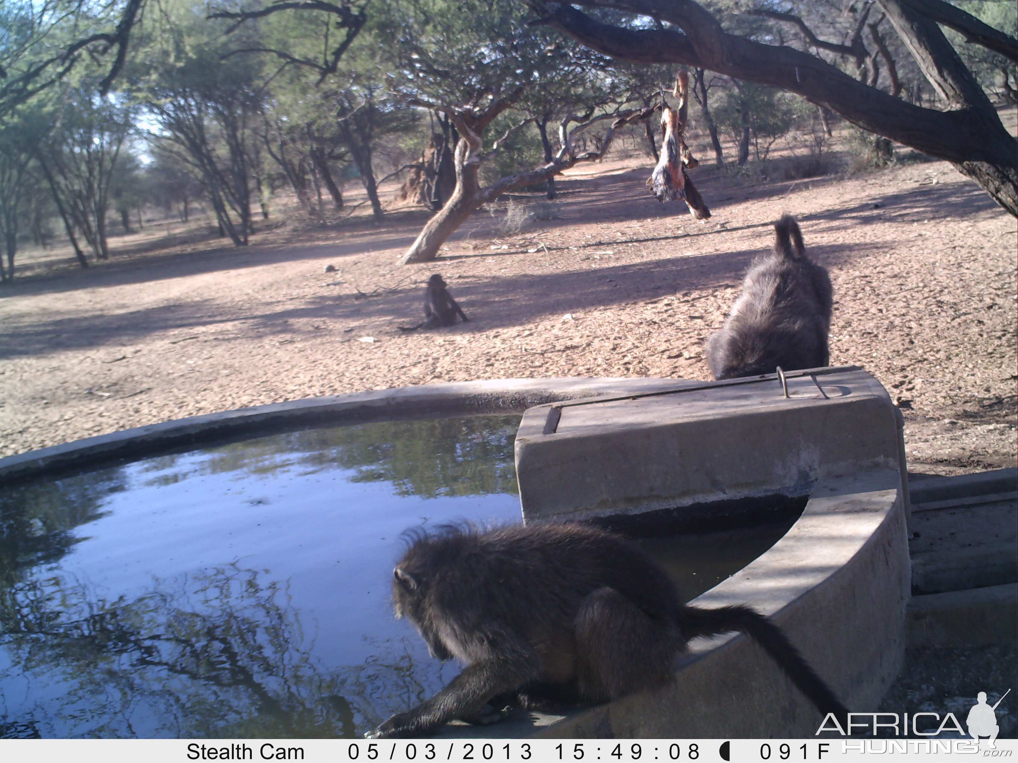 Baboon Trail Camera