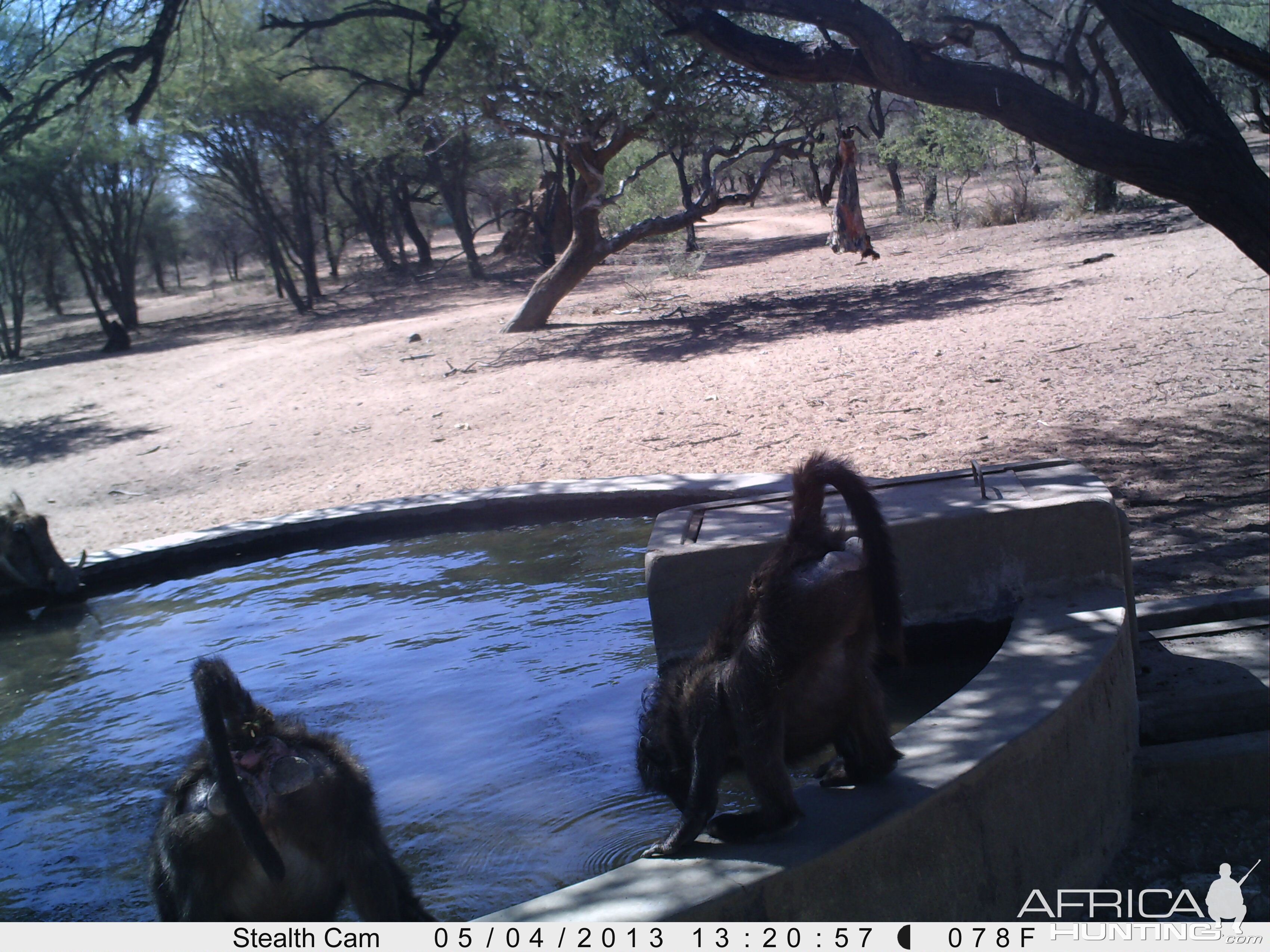 Baboon Trail Camera