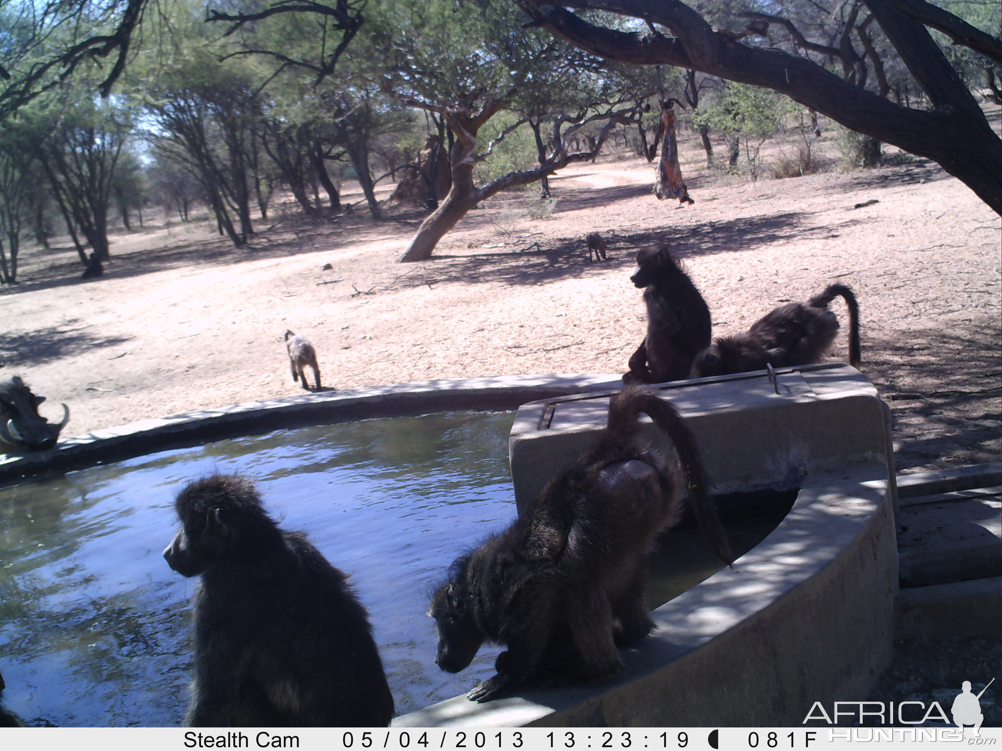 Baboon Trail Camera