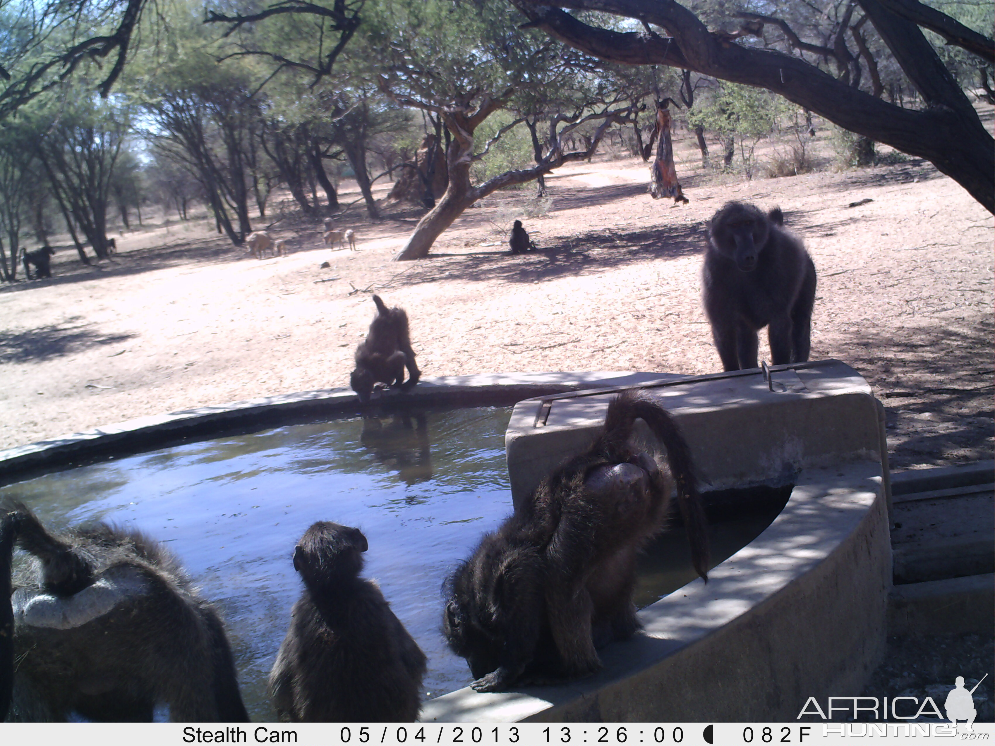 Baboon Trail Camera