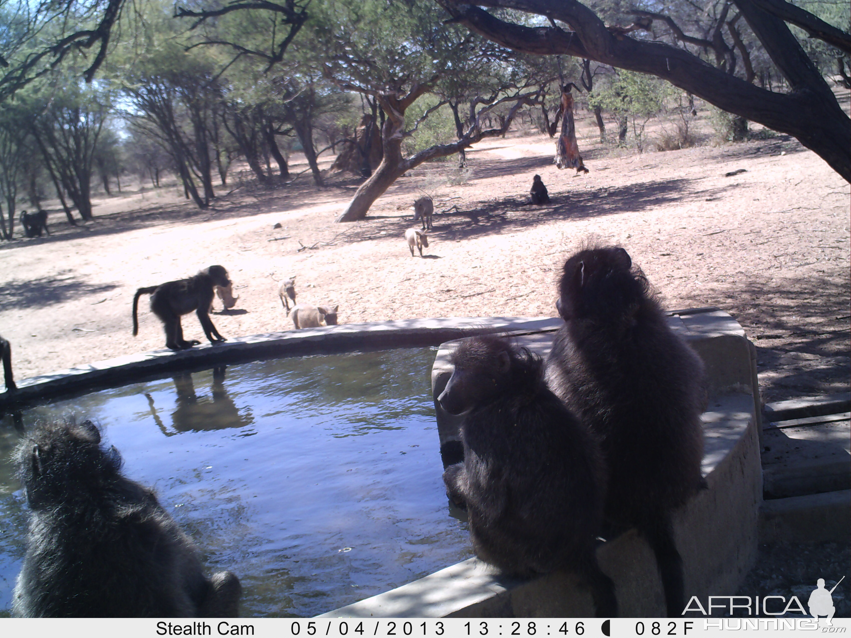 Baboon Trail Camera