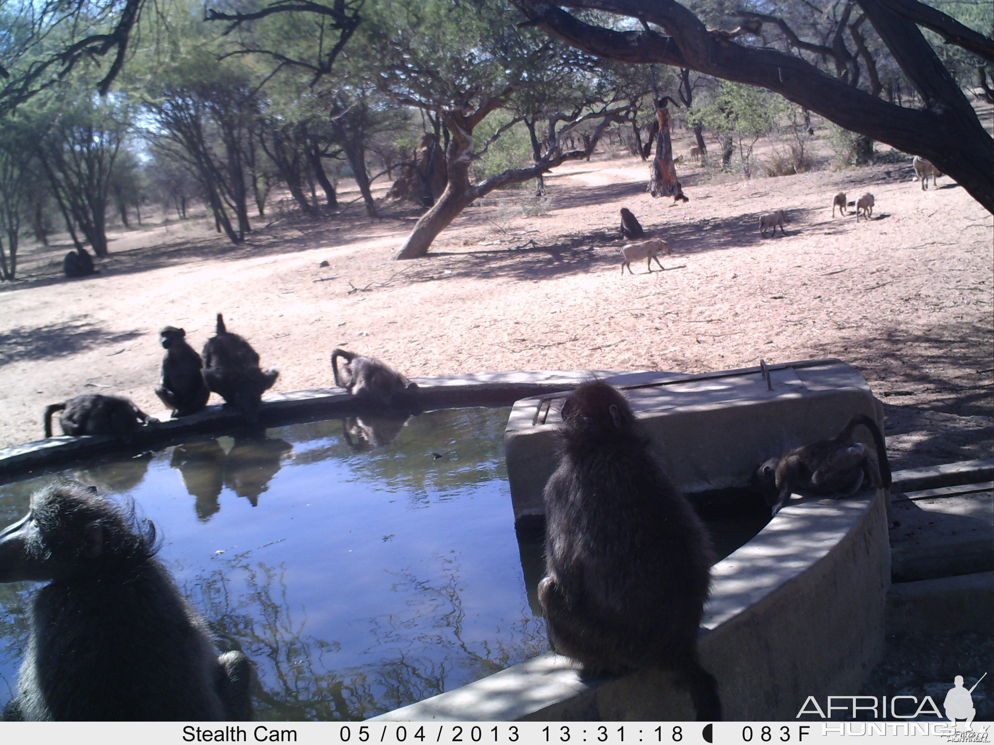 Baboon Trail Camera