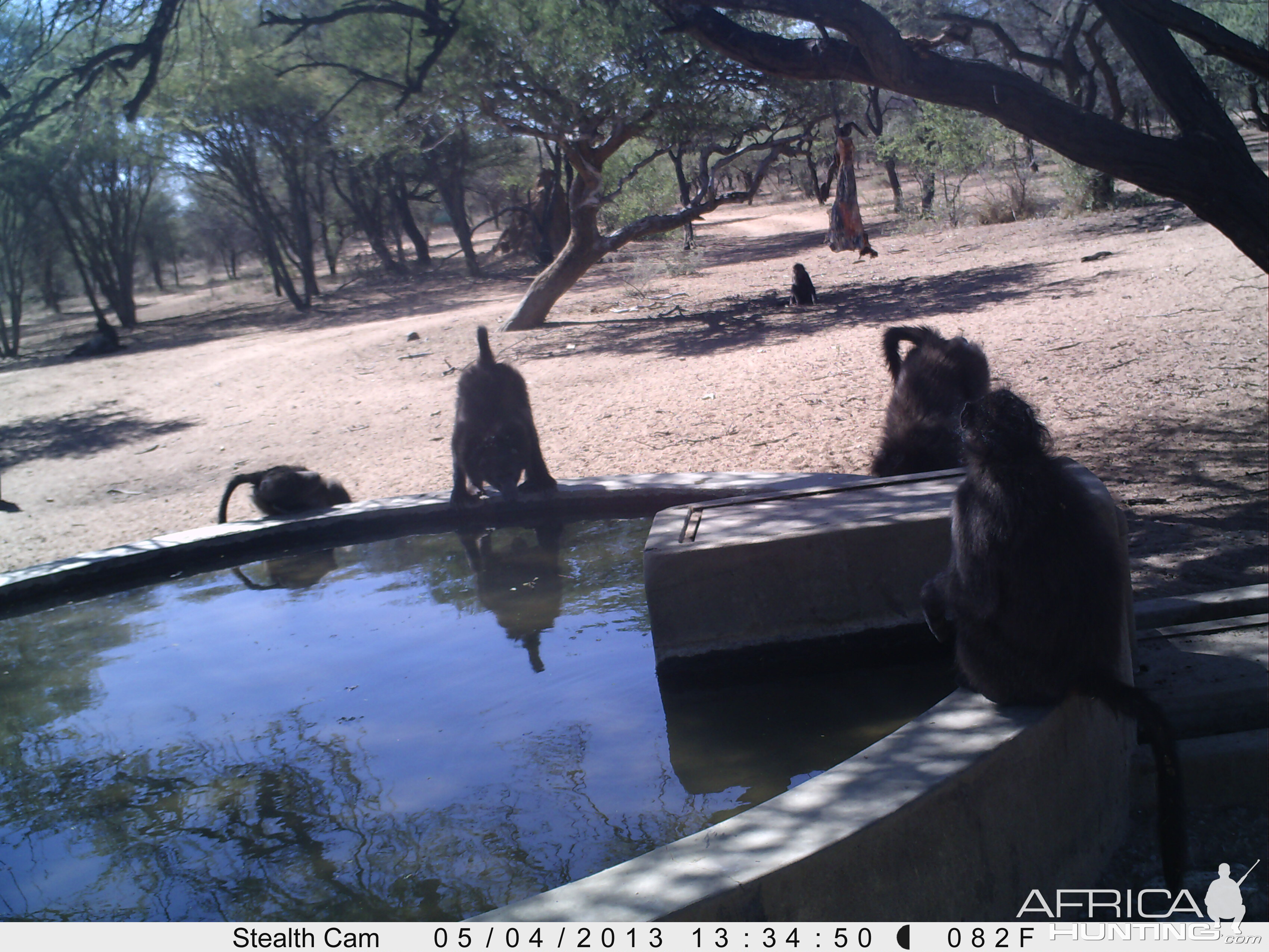 Baboon Trail Camera