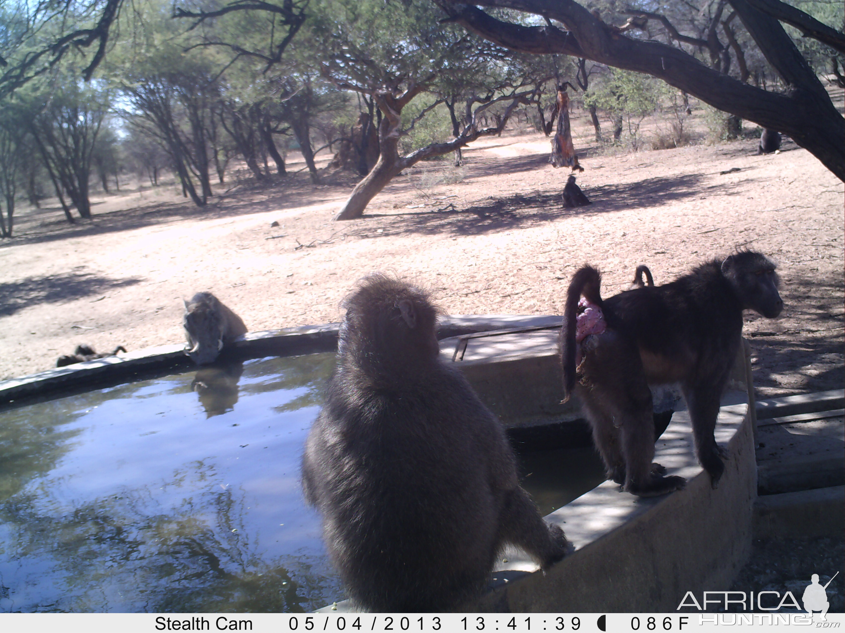 Baboon Trail Camera