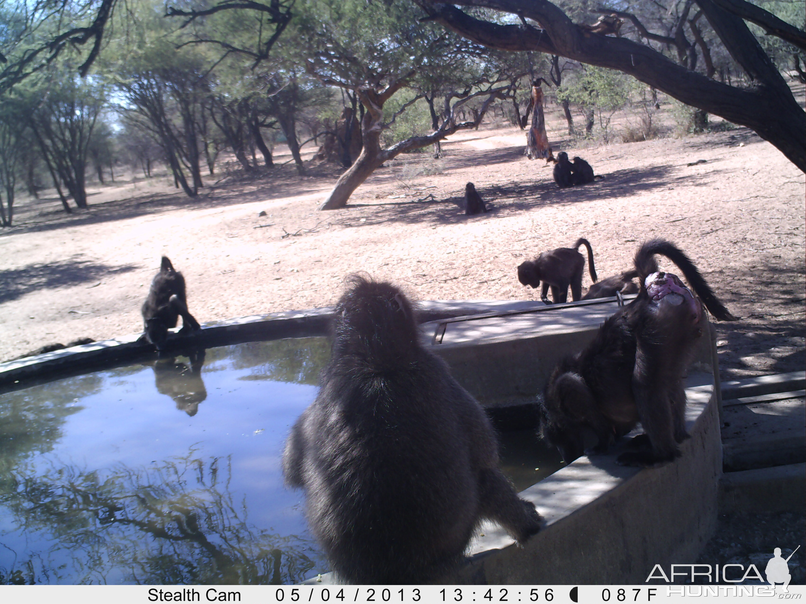 Baboon Trail Camera