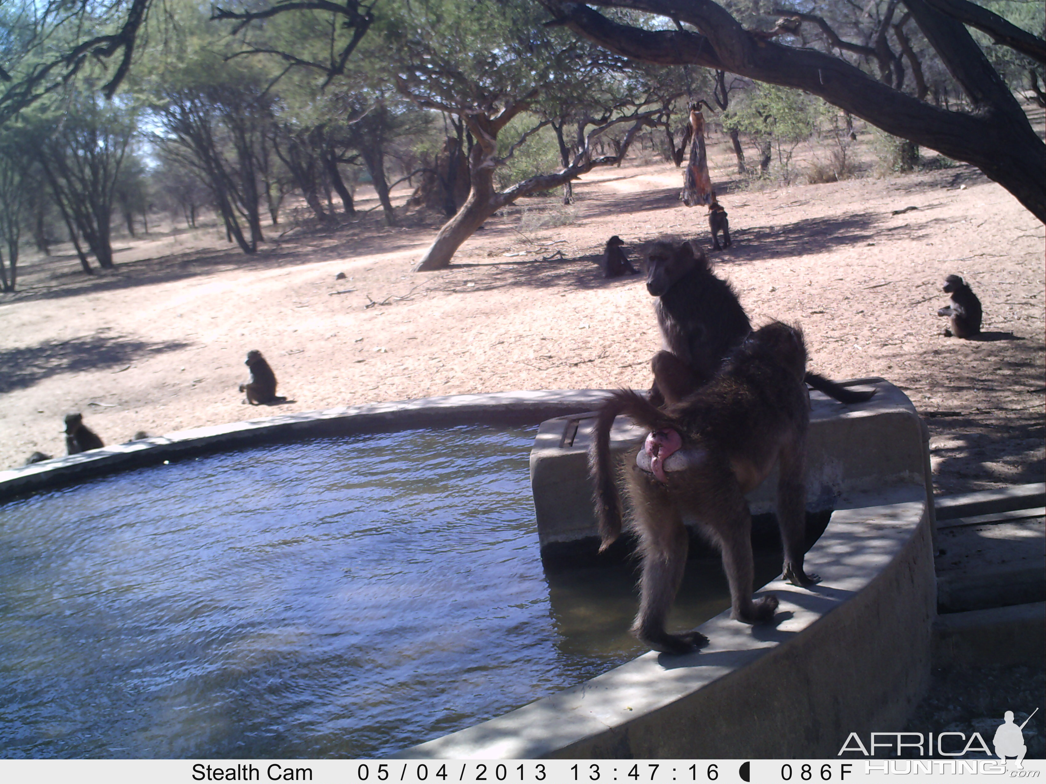 Baboon Trail Camera