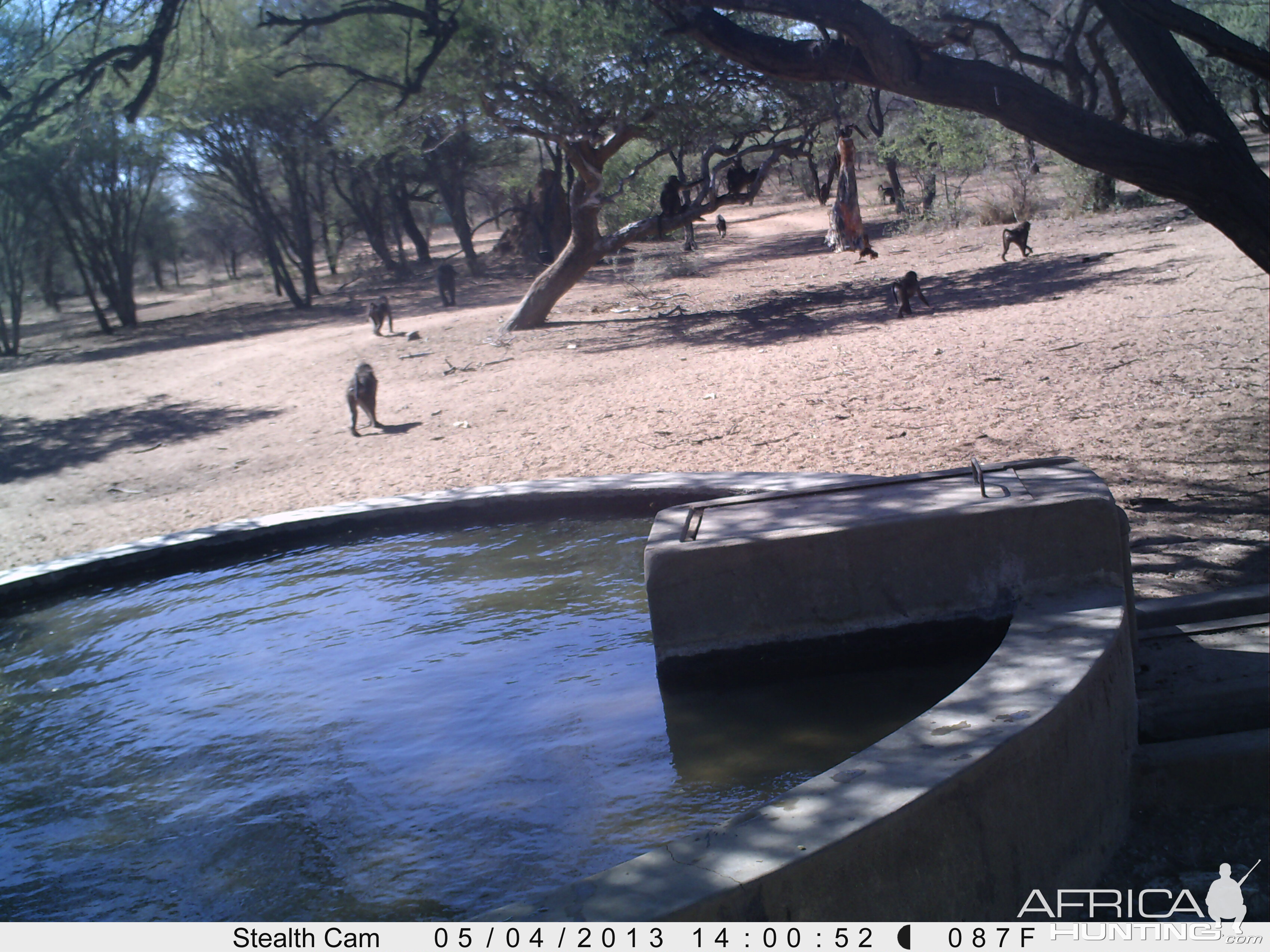 Baboon Trail Camera