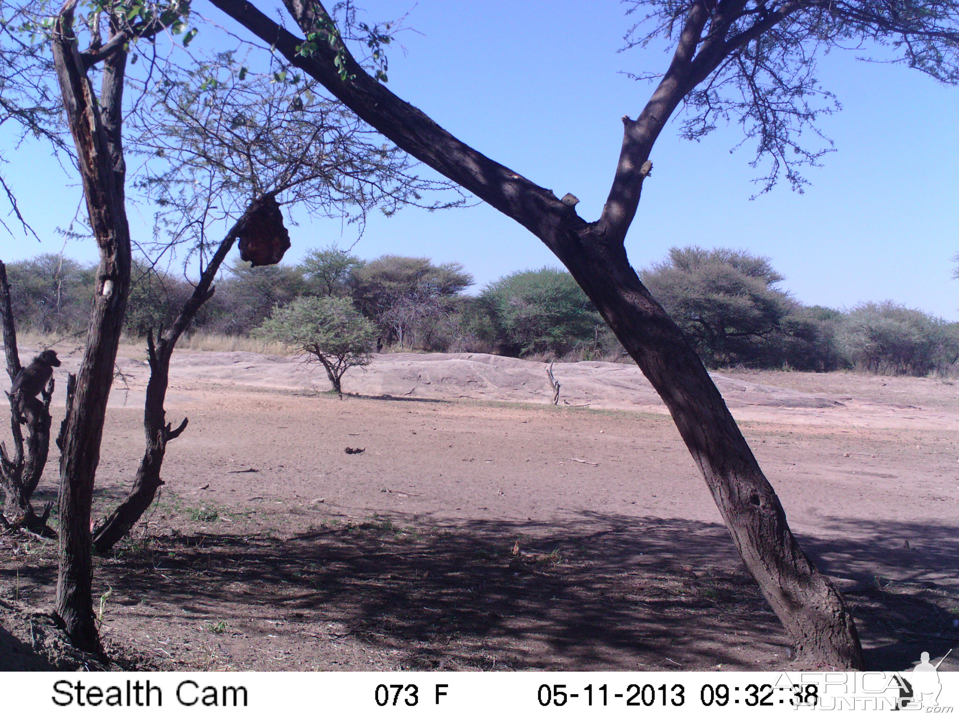 Baboon Trail Camera