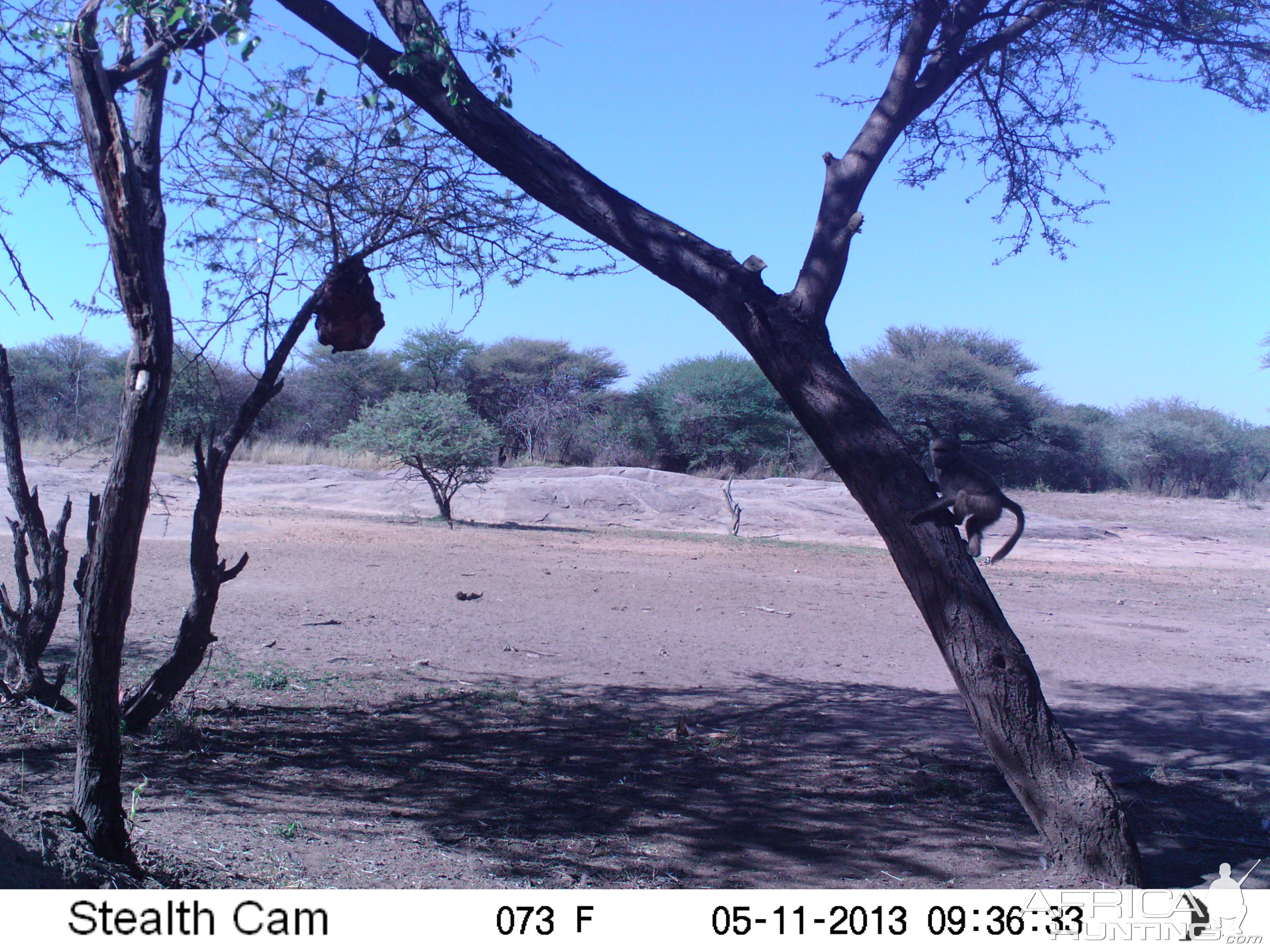 Baboon Trail Camera