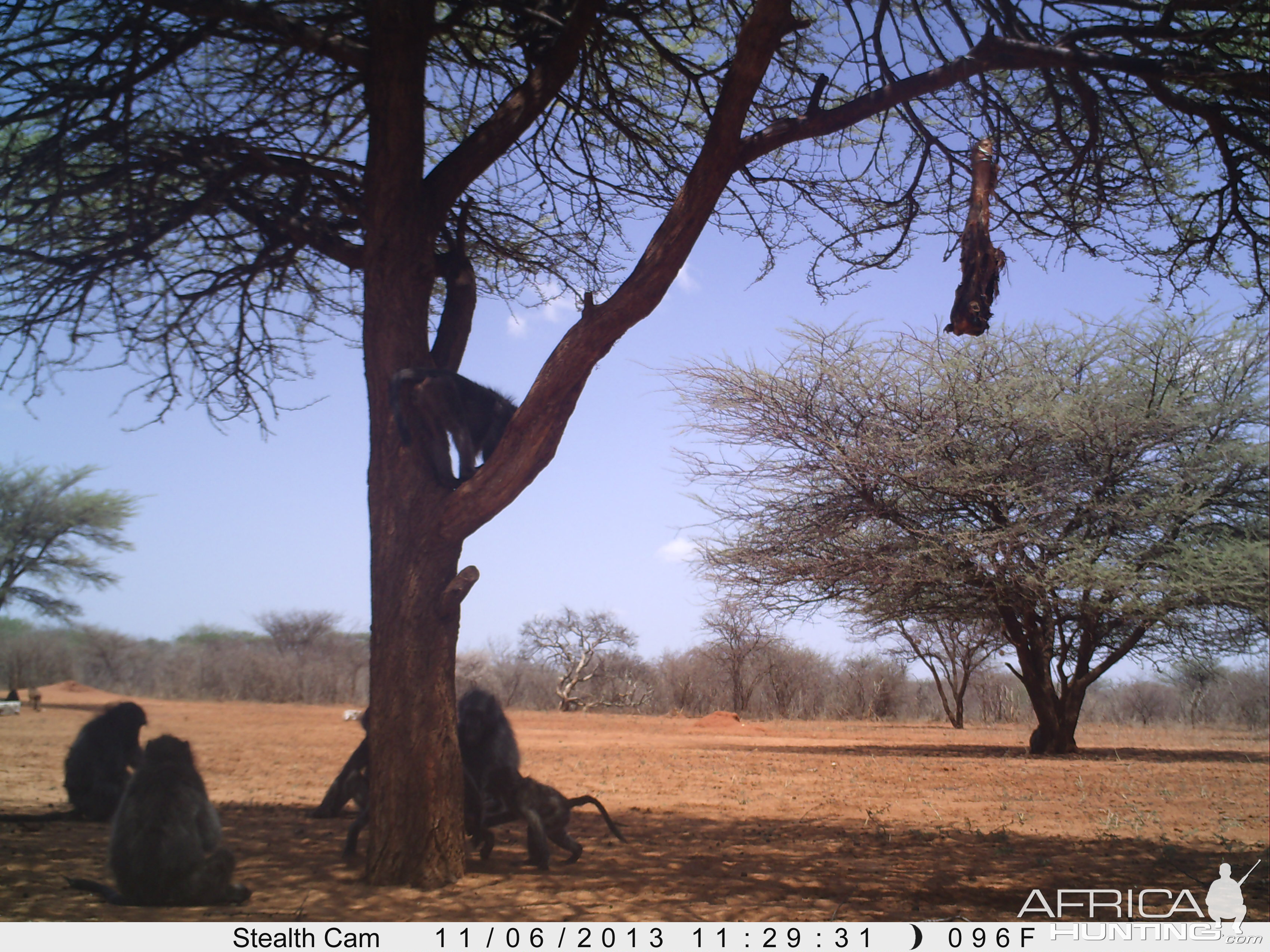 Baboon Trail Camera