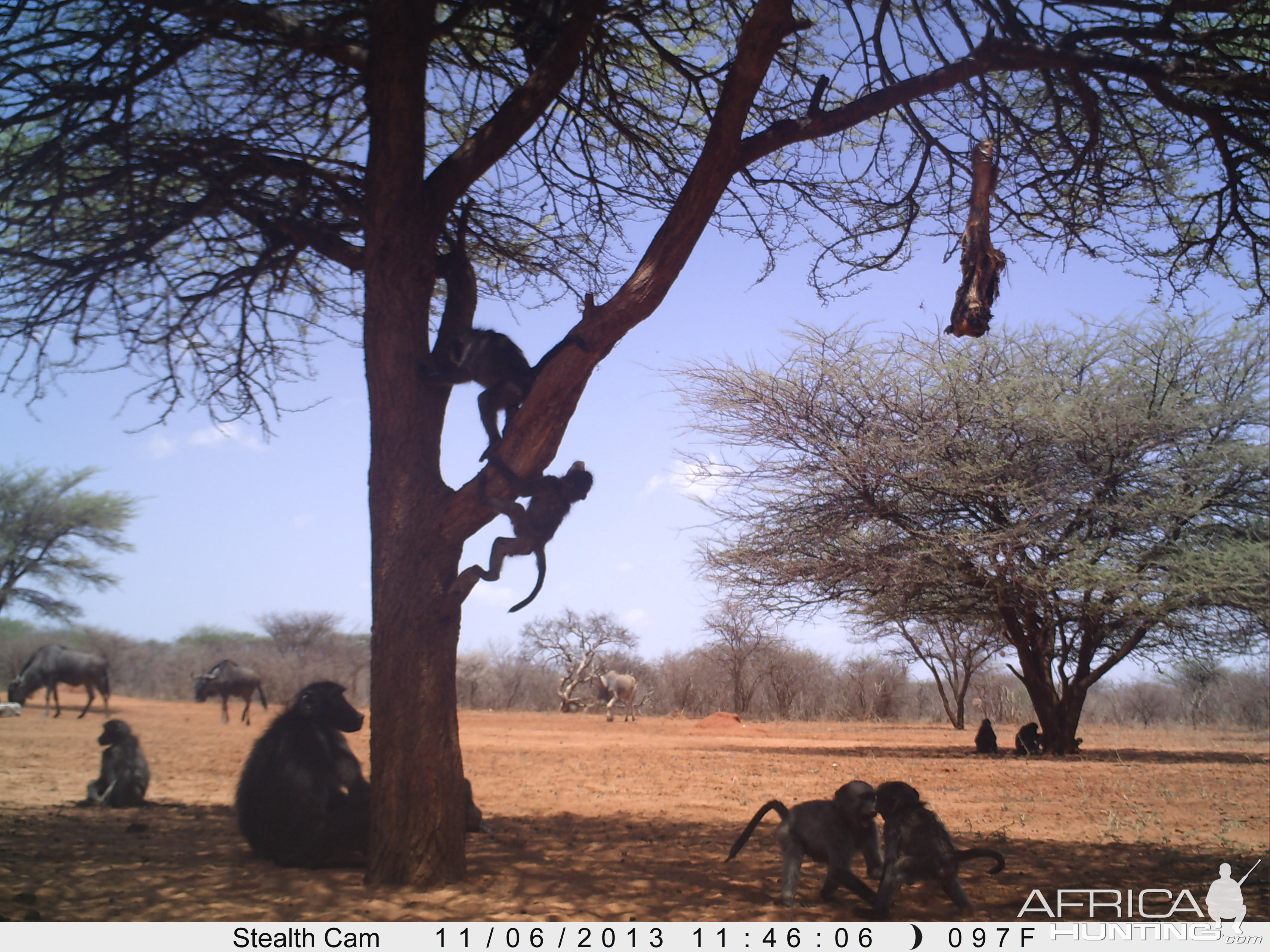 Baboon Trail Camera