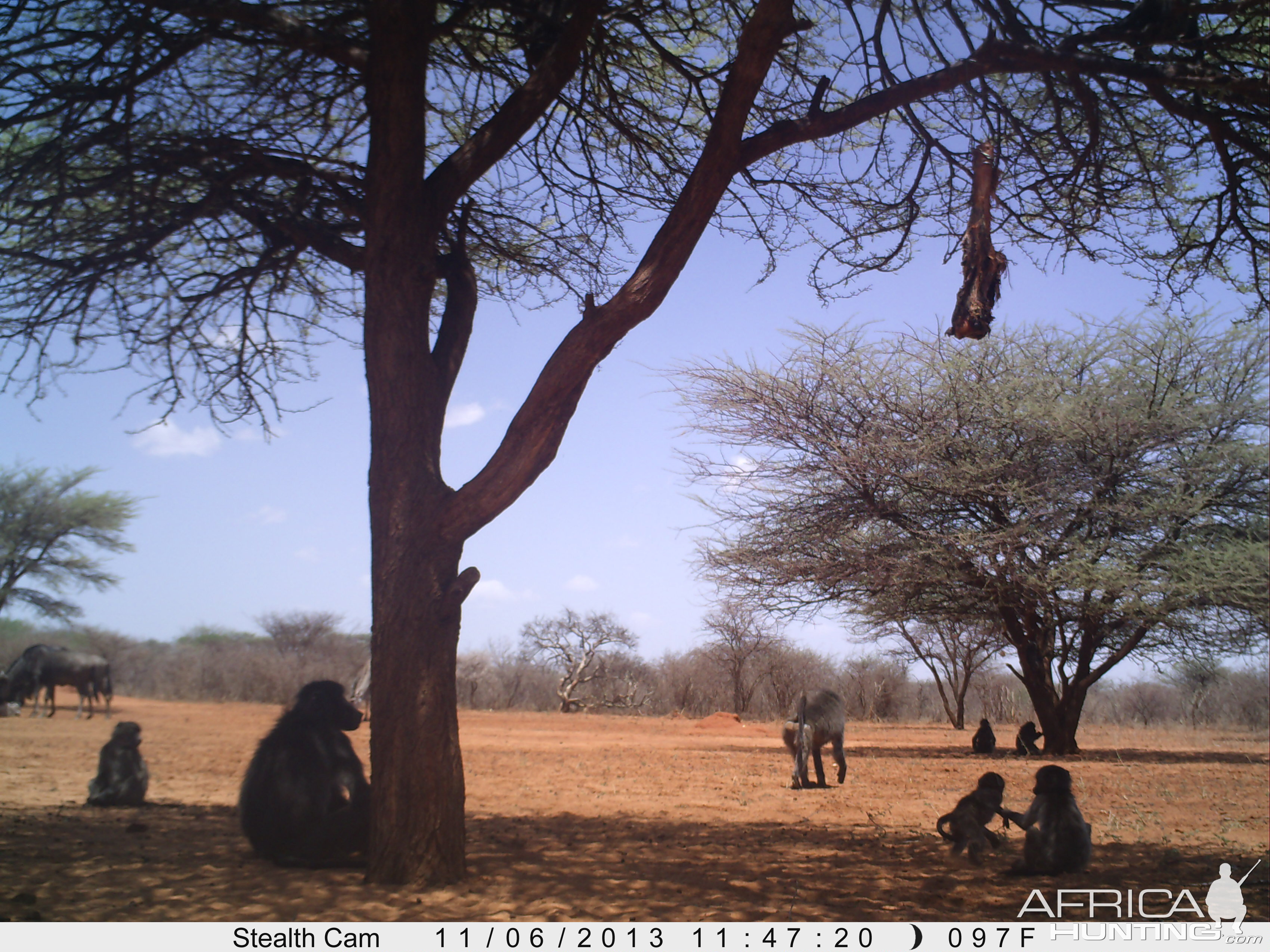 Baboon Trail Camera