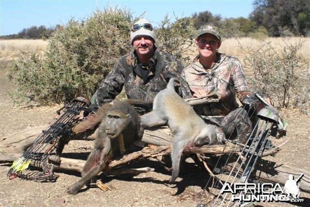 Baboon & vervet Monkey Limcroma Safaris 2013