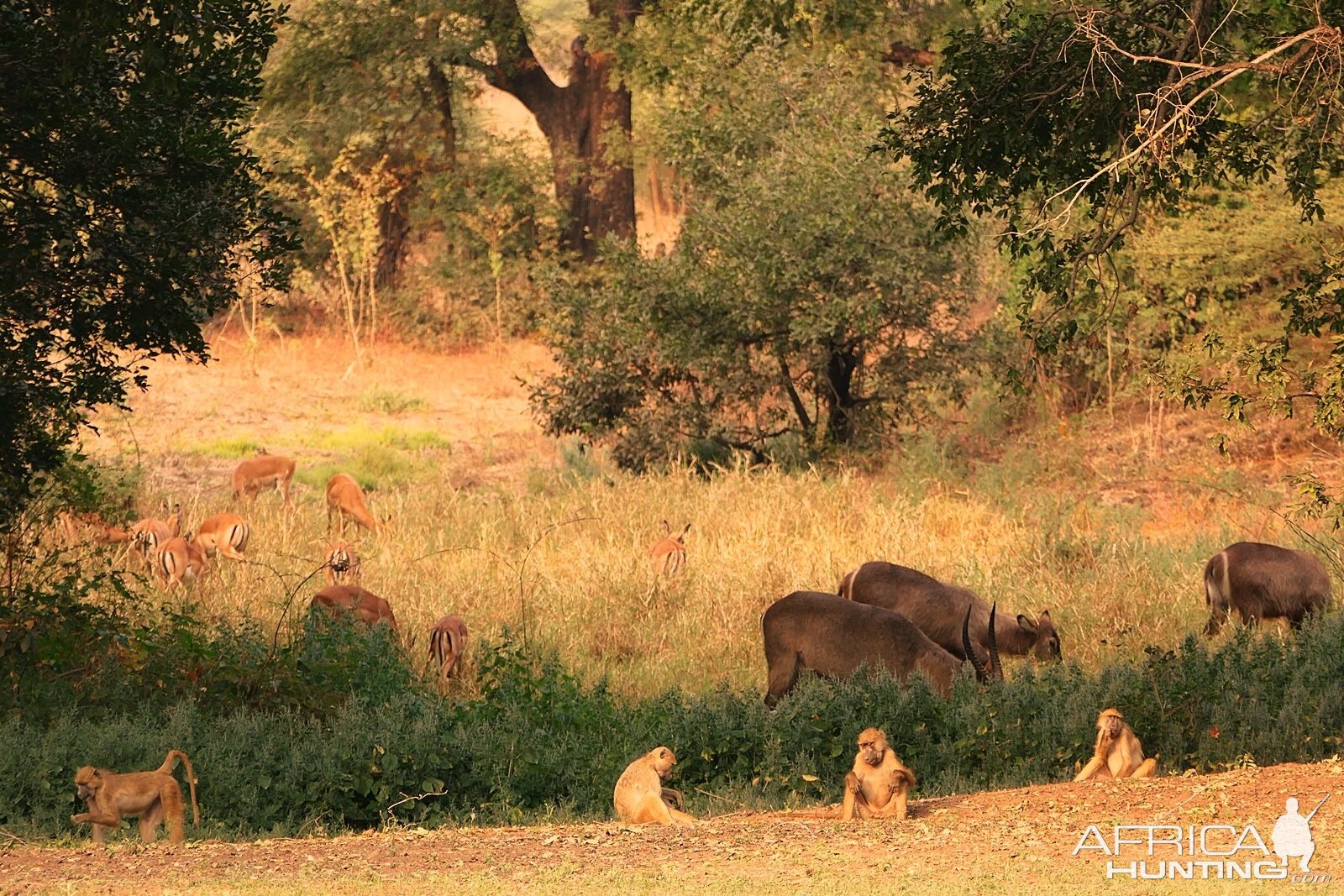 Baboon,  Waterbuck & Impala Zambia