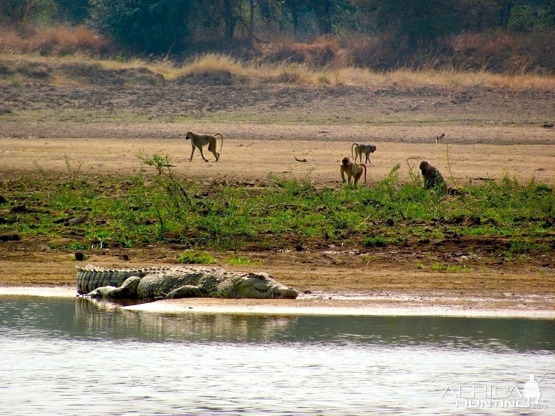 Baboons & Big Crocodile Luangwa river near Chanjuzi Zambia