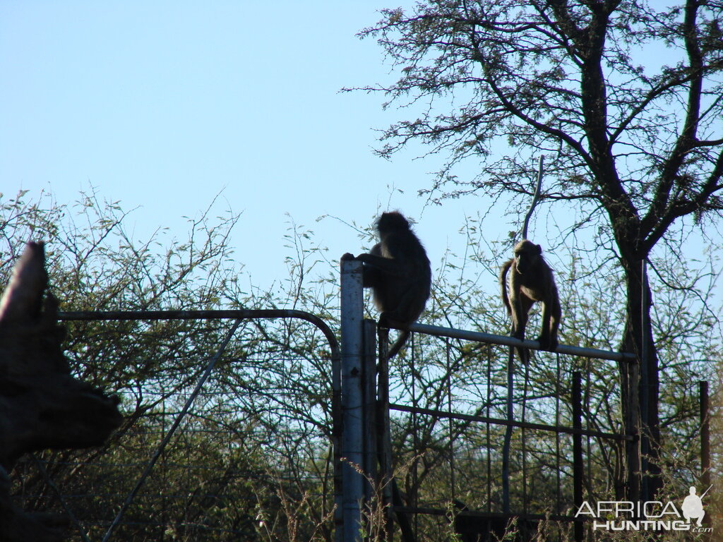 Baboons South Africa